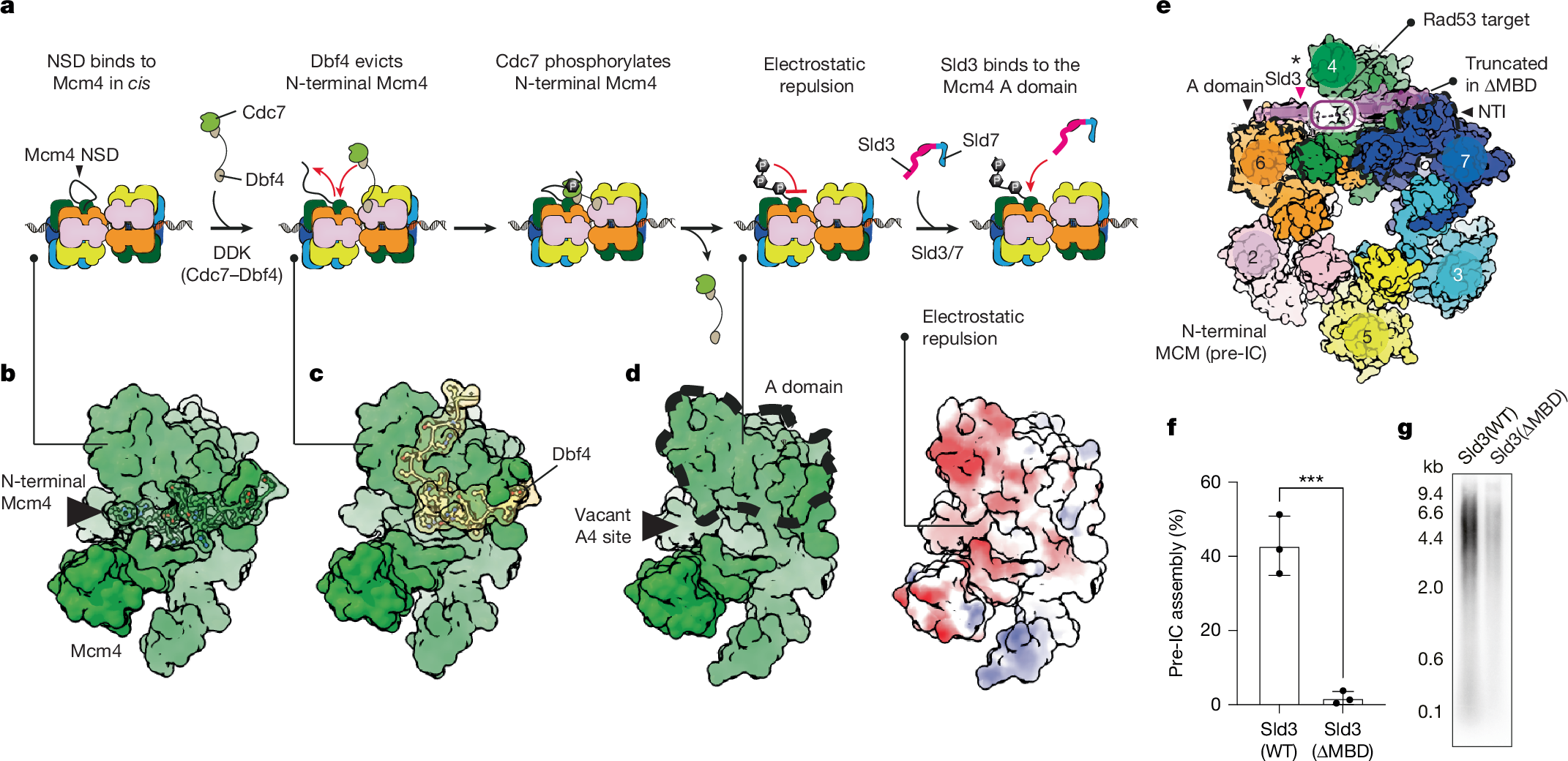 Fig. 2: DDK enables the binding of Sld3 to Mcm4.