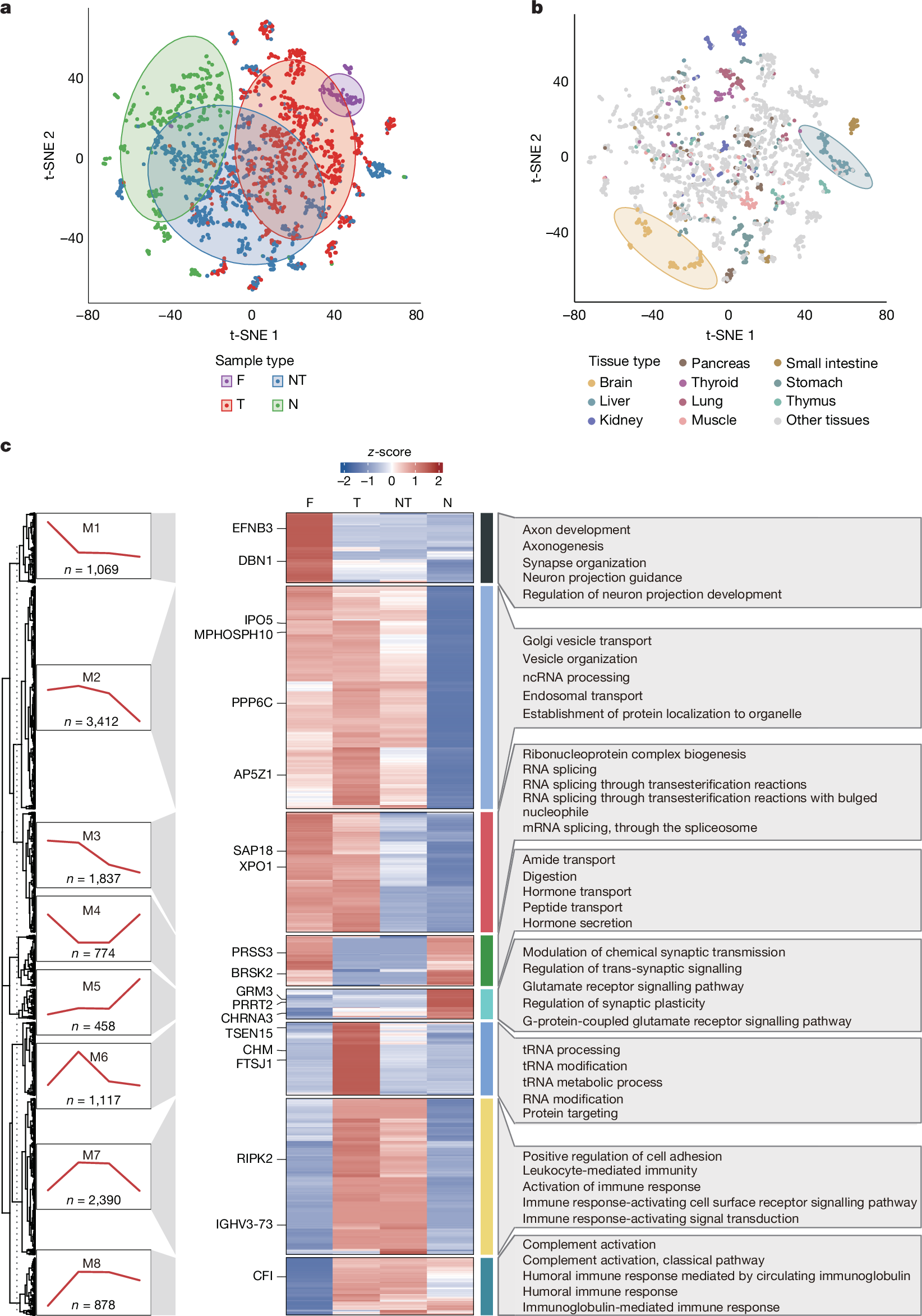Fig. 2: Proteome transformation in tissue development and oncogenesis.