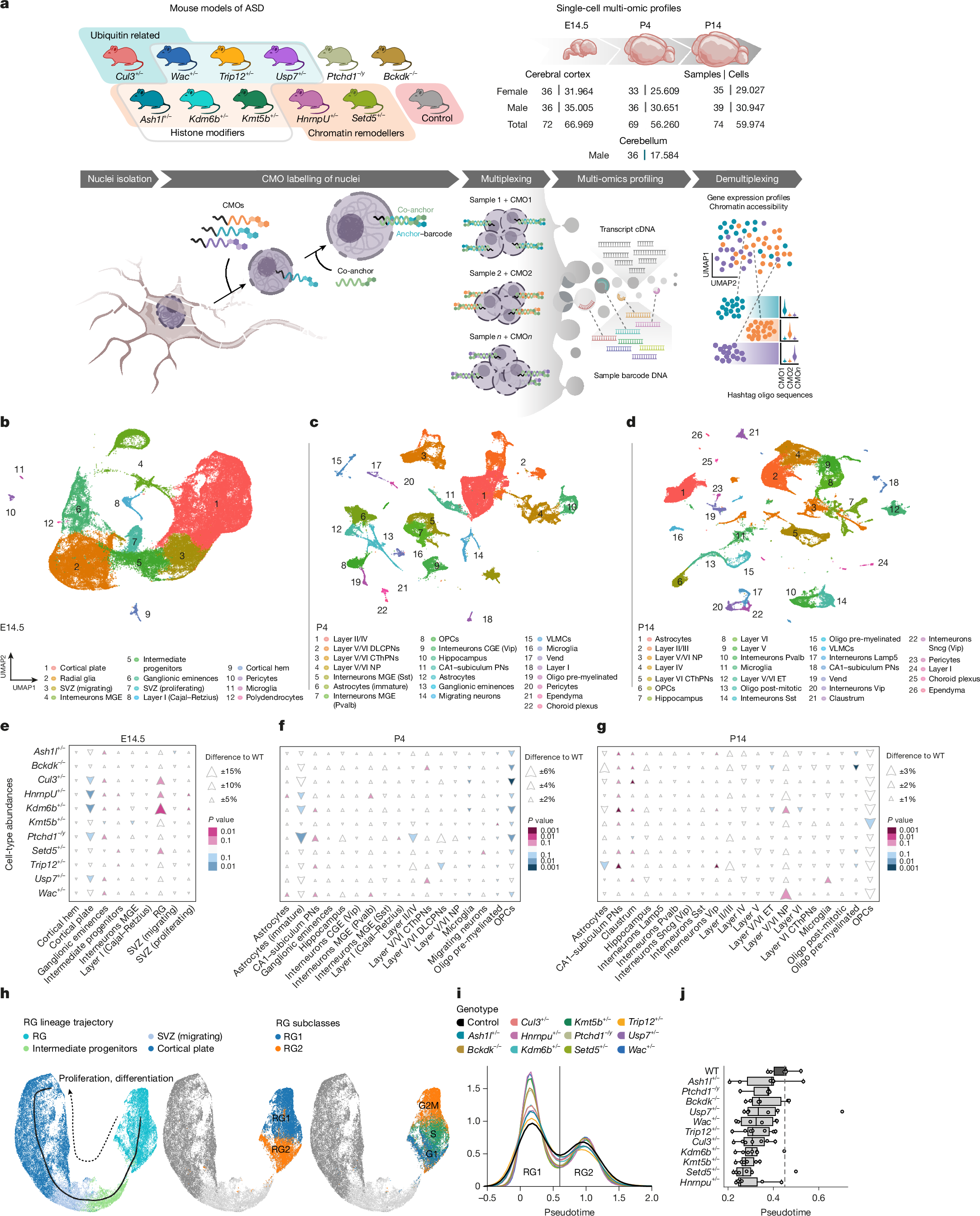 Fig. 1: Large-scale multi-omics profiling of high-risk genes associated with ASD.