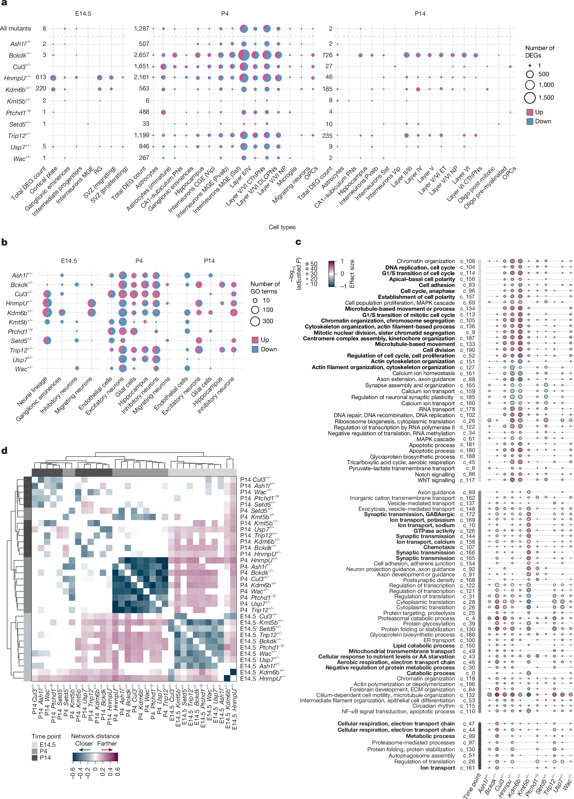 Fig. 2: Differential gene expression highlights stage-specific convergent mechanisms.