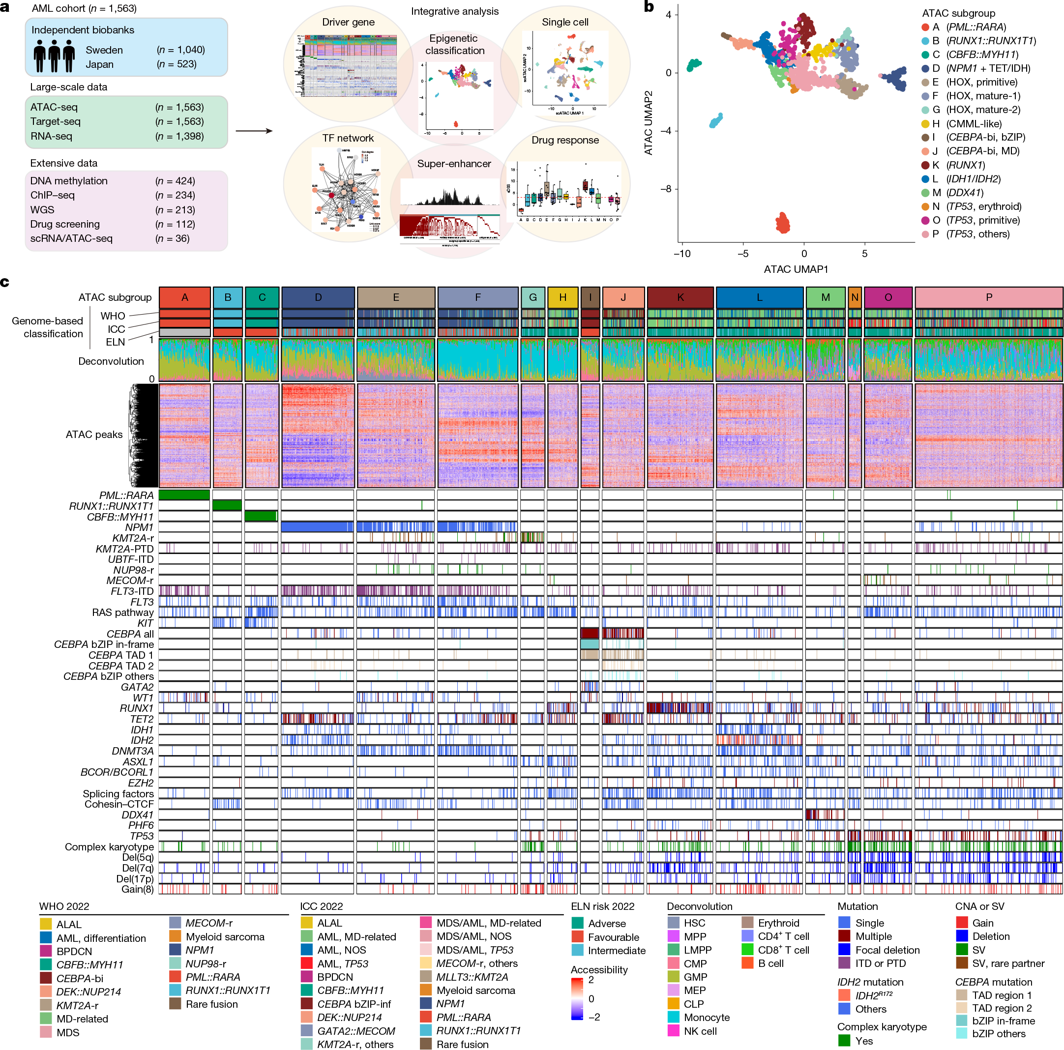 Naukowcy podzielili ostrą białaczkę szpikową na 16 podgrup epigenomicznych