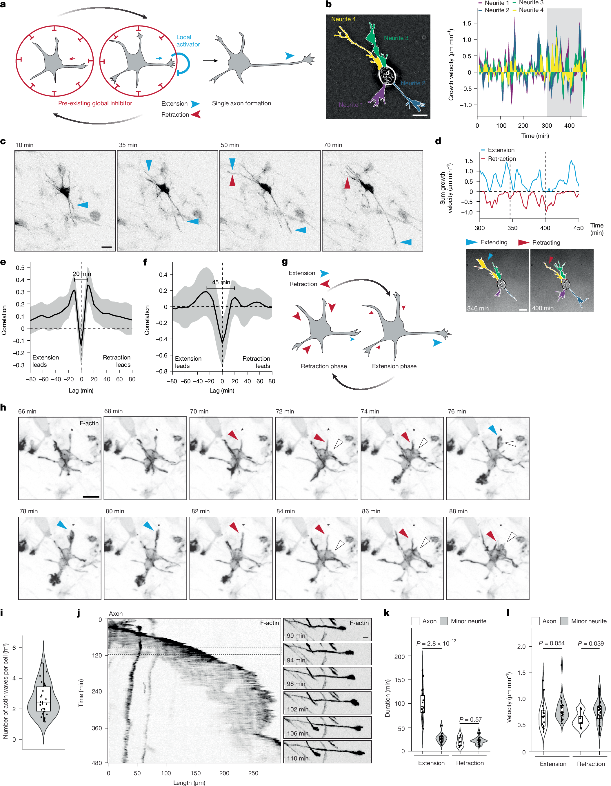 Internal Cytoskeletal Oscillator Found to Drive Neuron Polarity