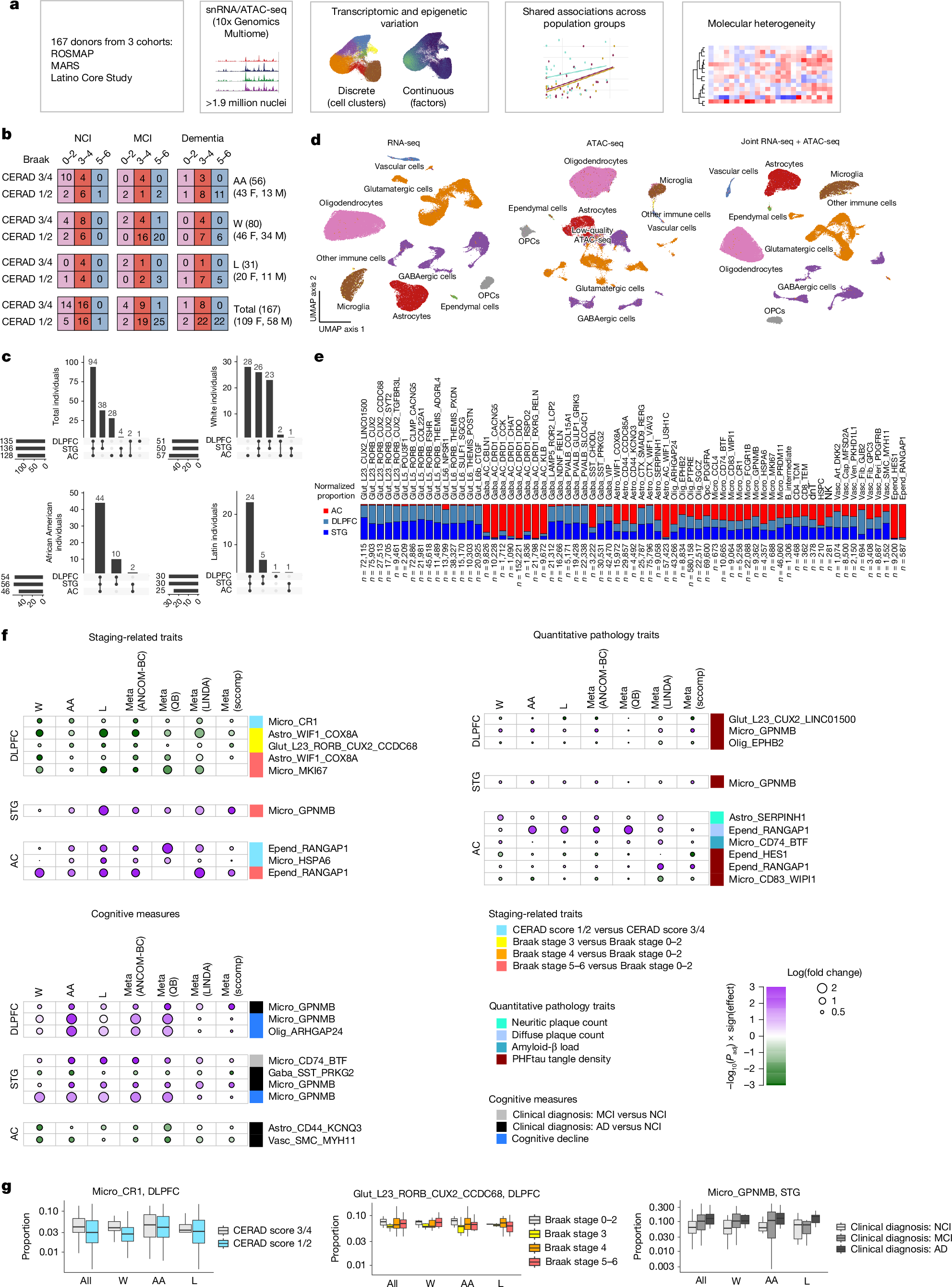 Alzheimer's molecular cell-type signatures are shared across ethnic groups