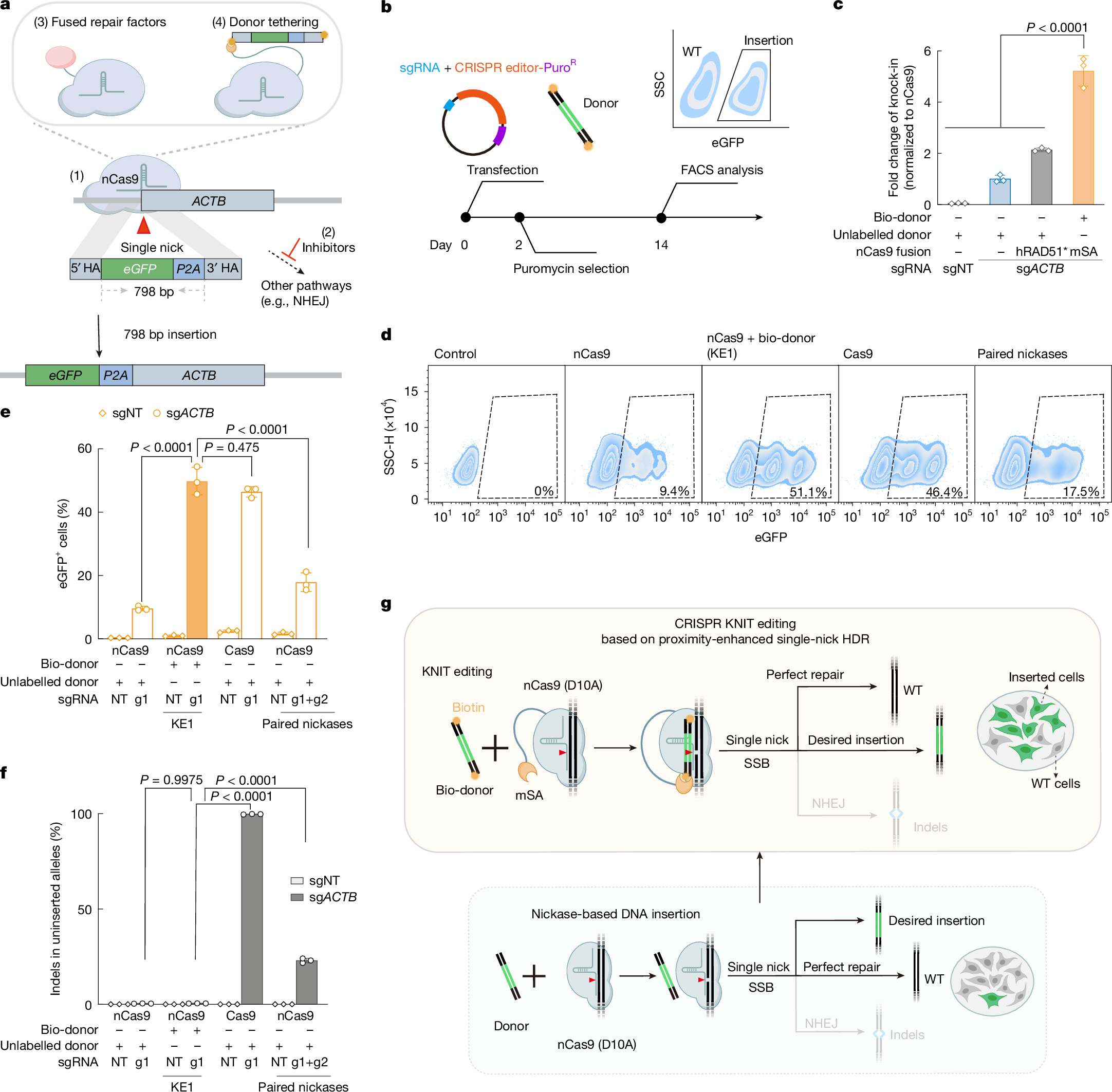 KNIT method inserts large DNA fragments without double-strand breaks