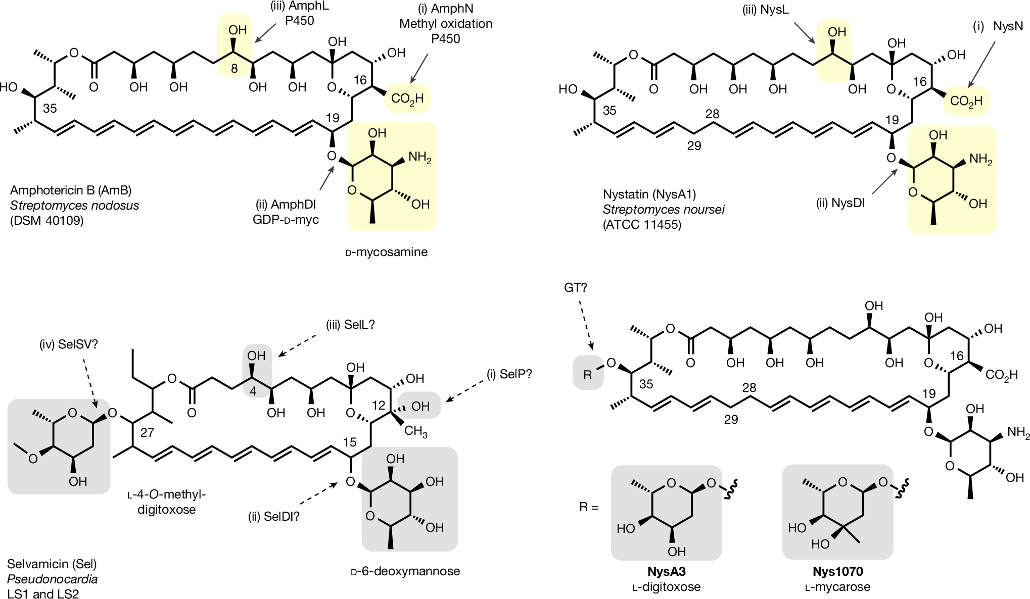 Enzymatic glycosylation and amidation reshapes polyene bioactivity