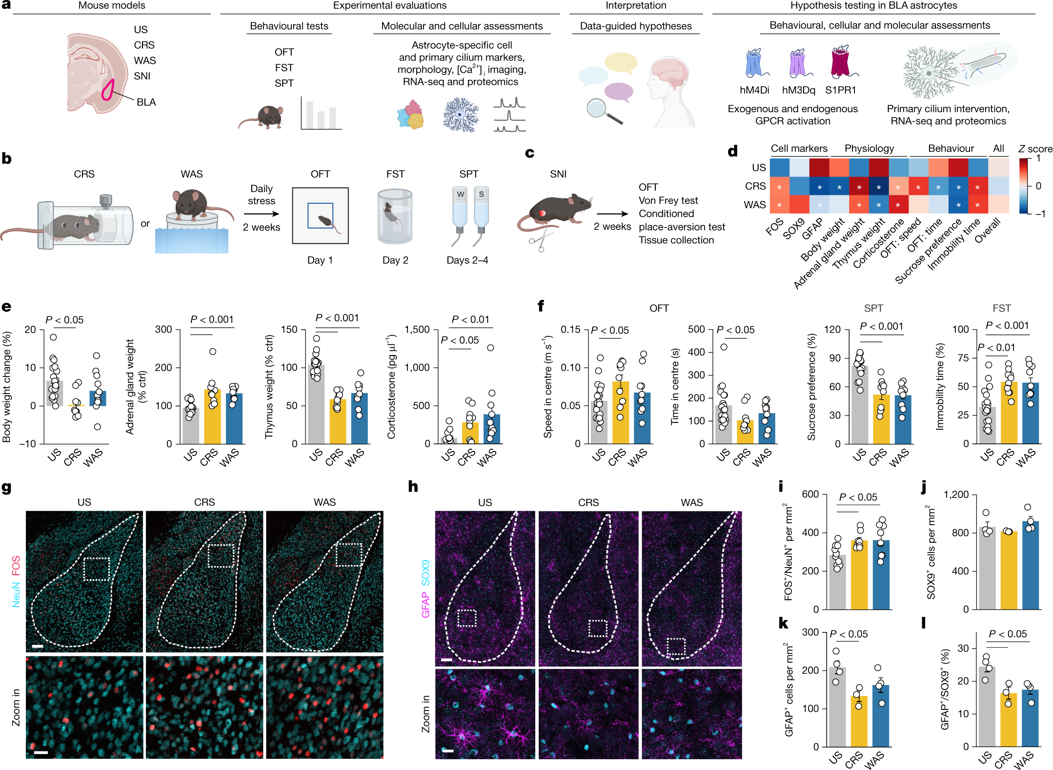 Amygdala astrocyte cilia disrupted by stress — restoring them eases stress behaviour