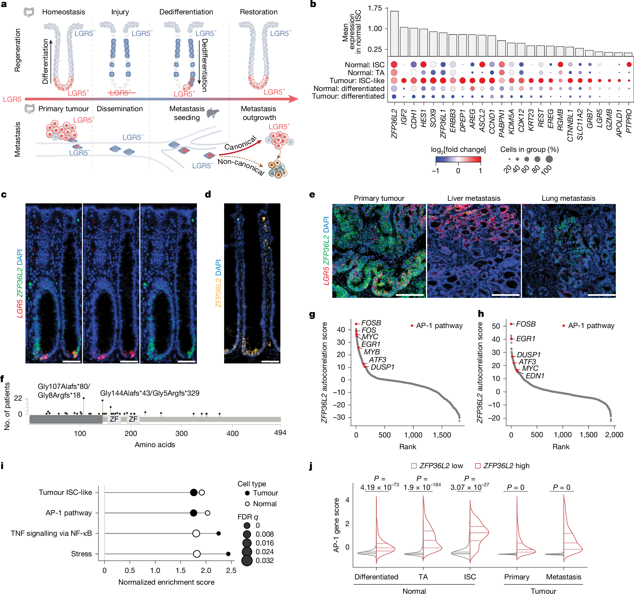 RNA-binding protein ZFP36L2 drives adaptive plasticity in gut regeneration and colorectal cancer