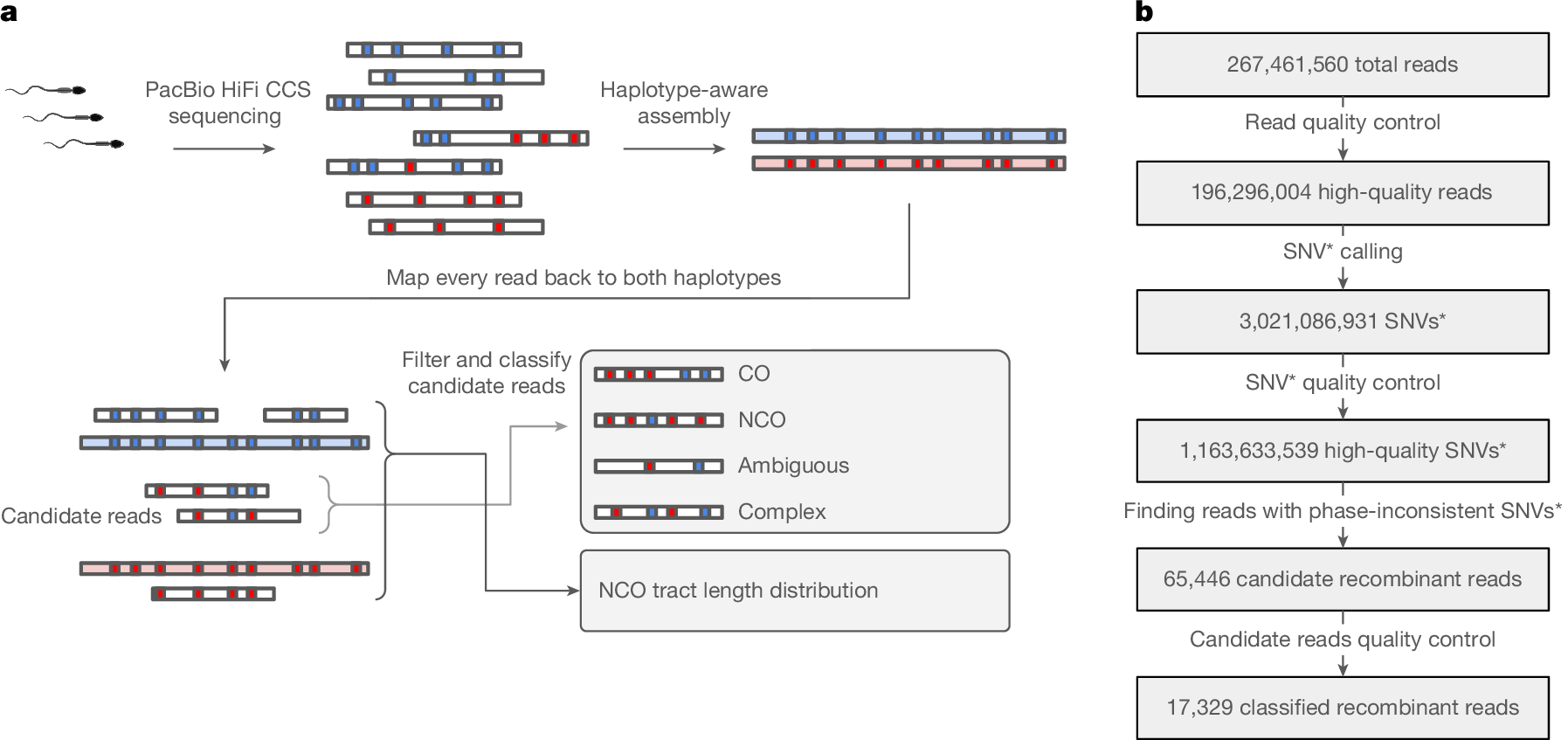 Photograph accompanying Sperm sequencing puts half of gene conversion before meiosis even starts