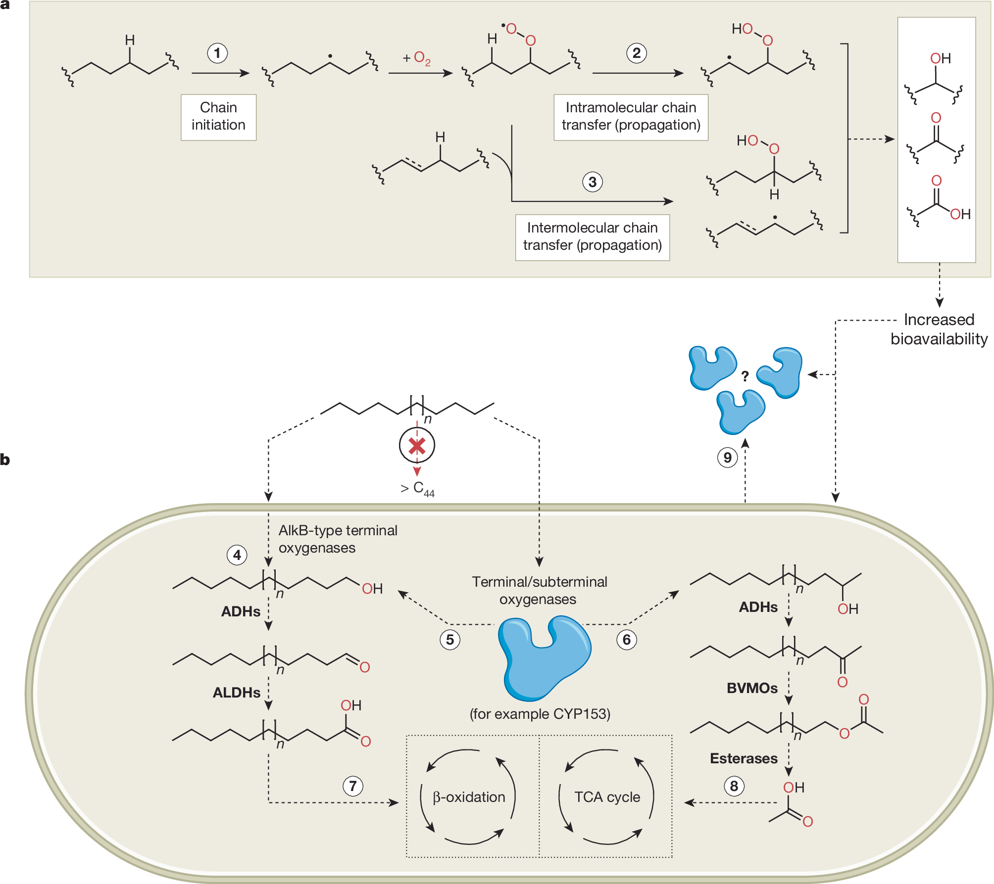 Photograph accompanying Nature paper sets stricter evidence rules for claims that microbes degrade polyethylene and PVC
