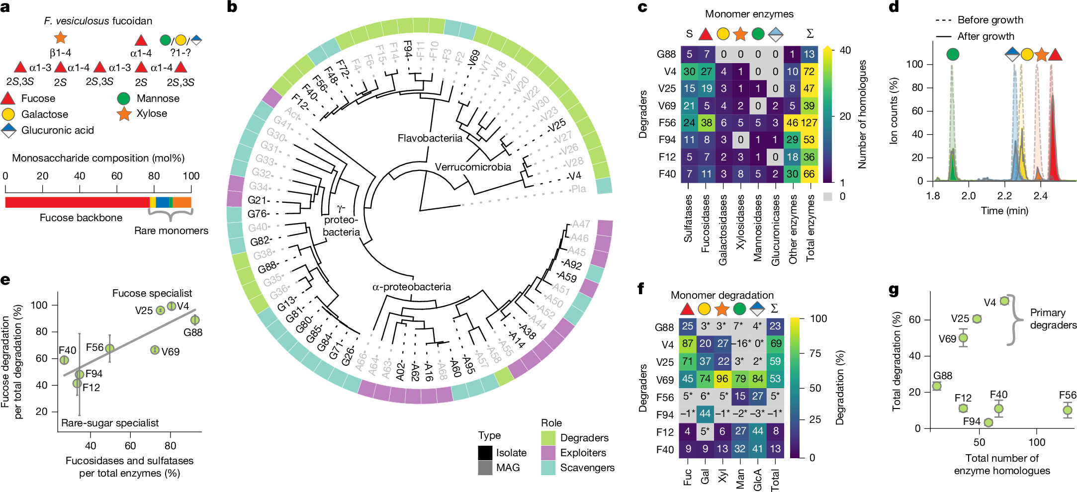 Ocean bacteria cooperate to break down fucoidans, shaping marine carbon cycling
