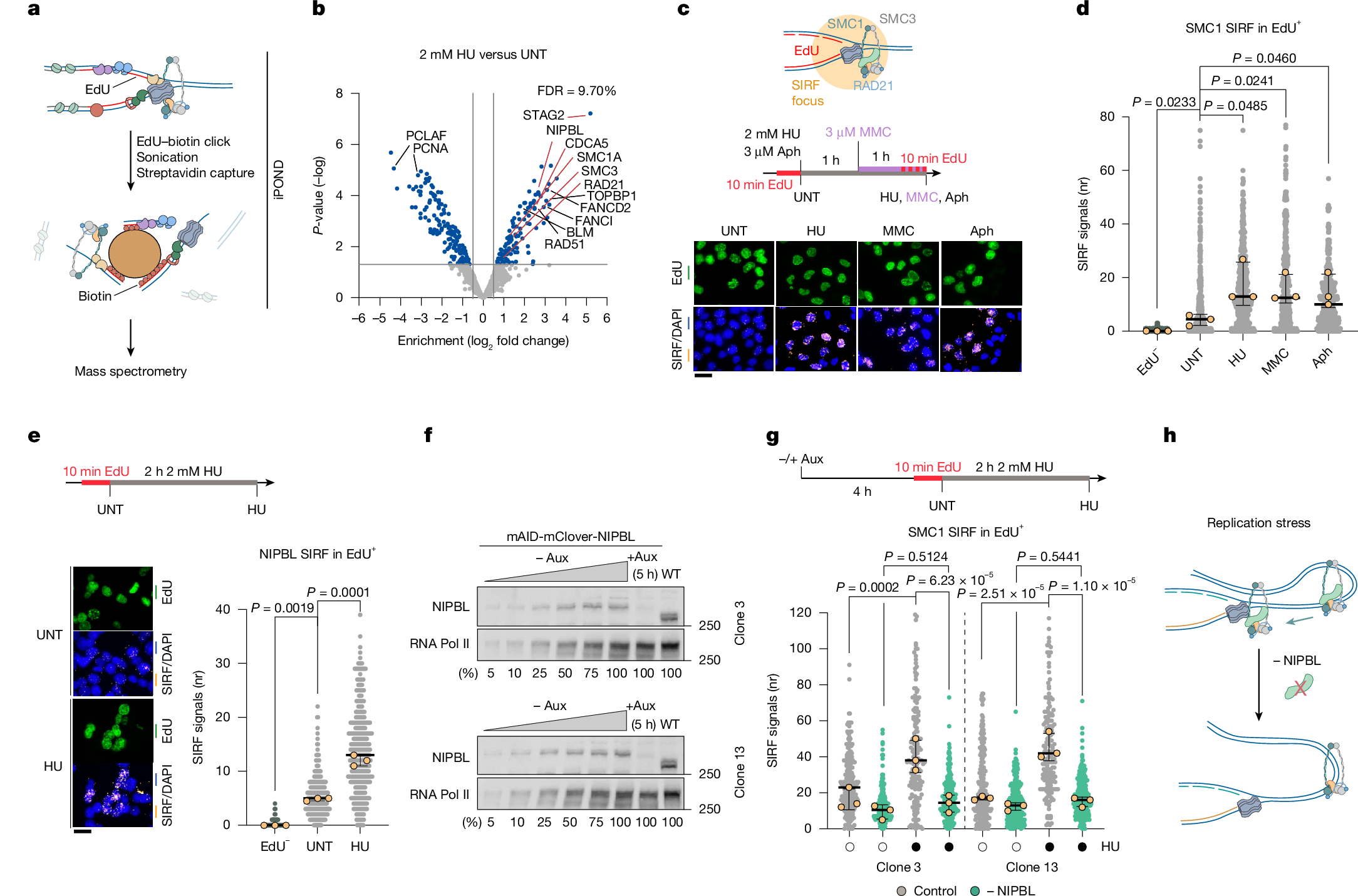 Photograph accompanying Cohesin reorganizes newly copied DNA where replication stalls