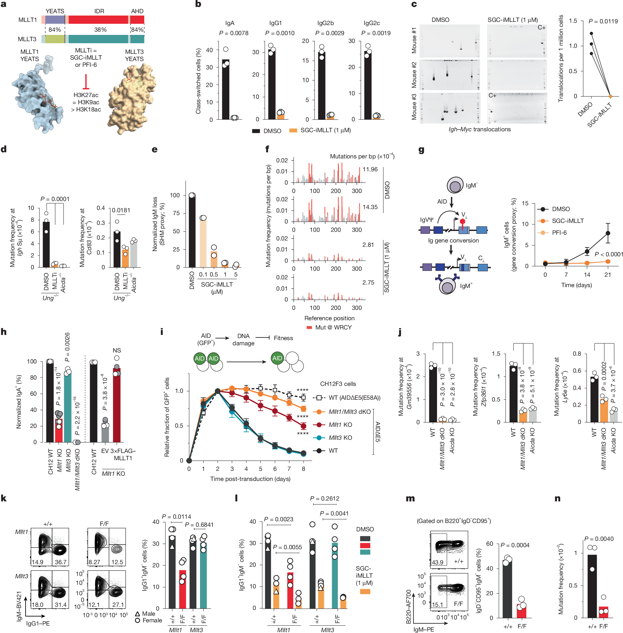 Photograph accompanying Histone readers MLLT1 and MLLT3 decide which genes AID mutates