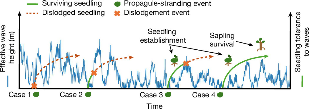 Photograph accompanying Calm-wave windows predict mangrove presence at 400 open-coast sites with 78.2% accuracy