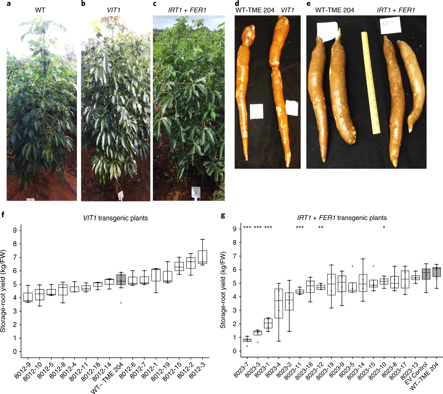 Biofortification of field-grown cassava by engineering expression of an iron transporter and ferritin Nature Biotechnology photo