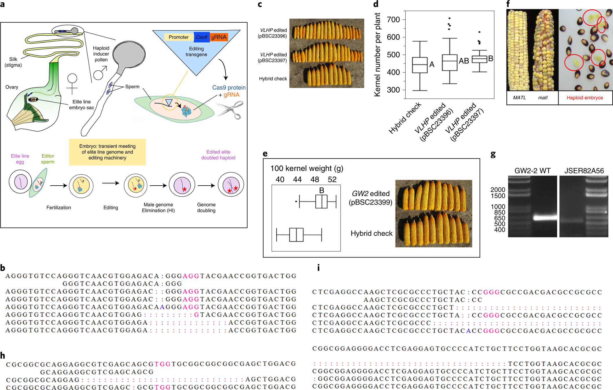 One-step genome editing of elite crop germplasm during haploid induction |  Nature Biotechnology