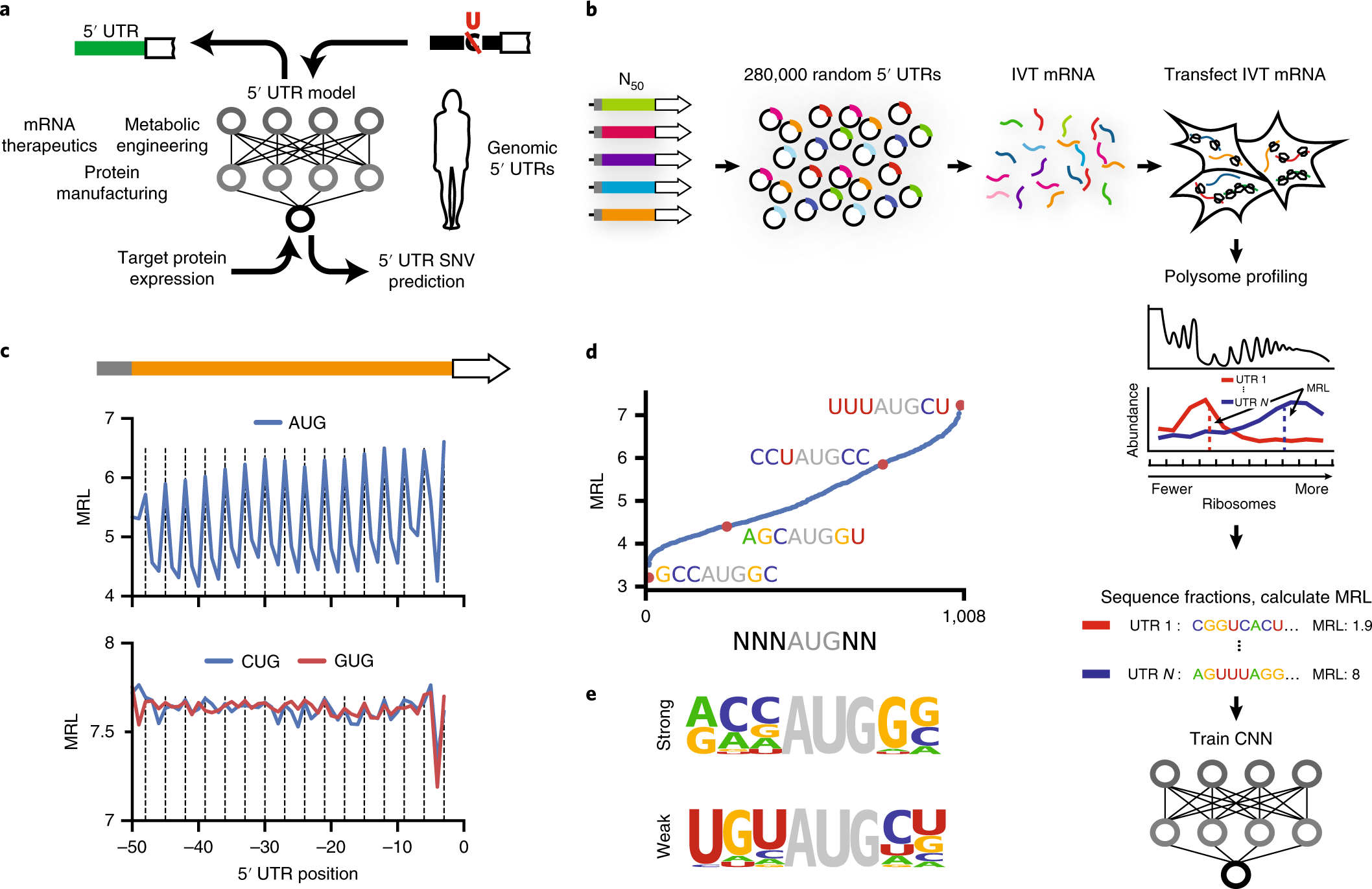 Human 5 Utr Design And Variant Effect Prediction From A Massively Parallel Translation Assay Nature Biotechnology