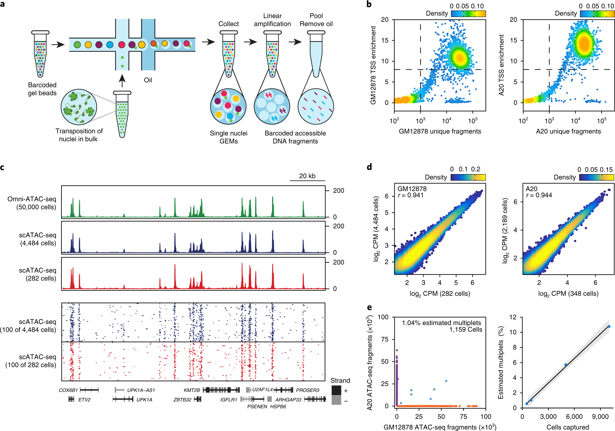 Massively Parallel Single Cell Chromatin Landscapes Of Human - 