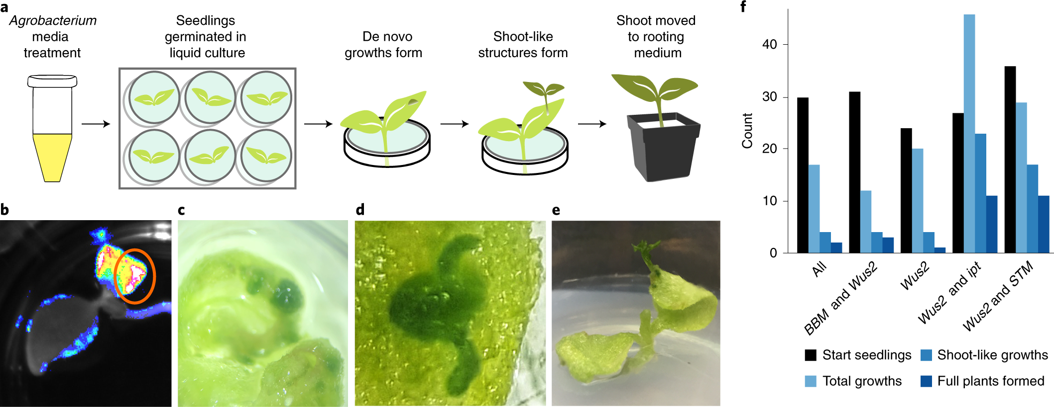 Plant gene editing through de novo induction of meristems | Nature  Biotechnology