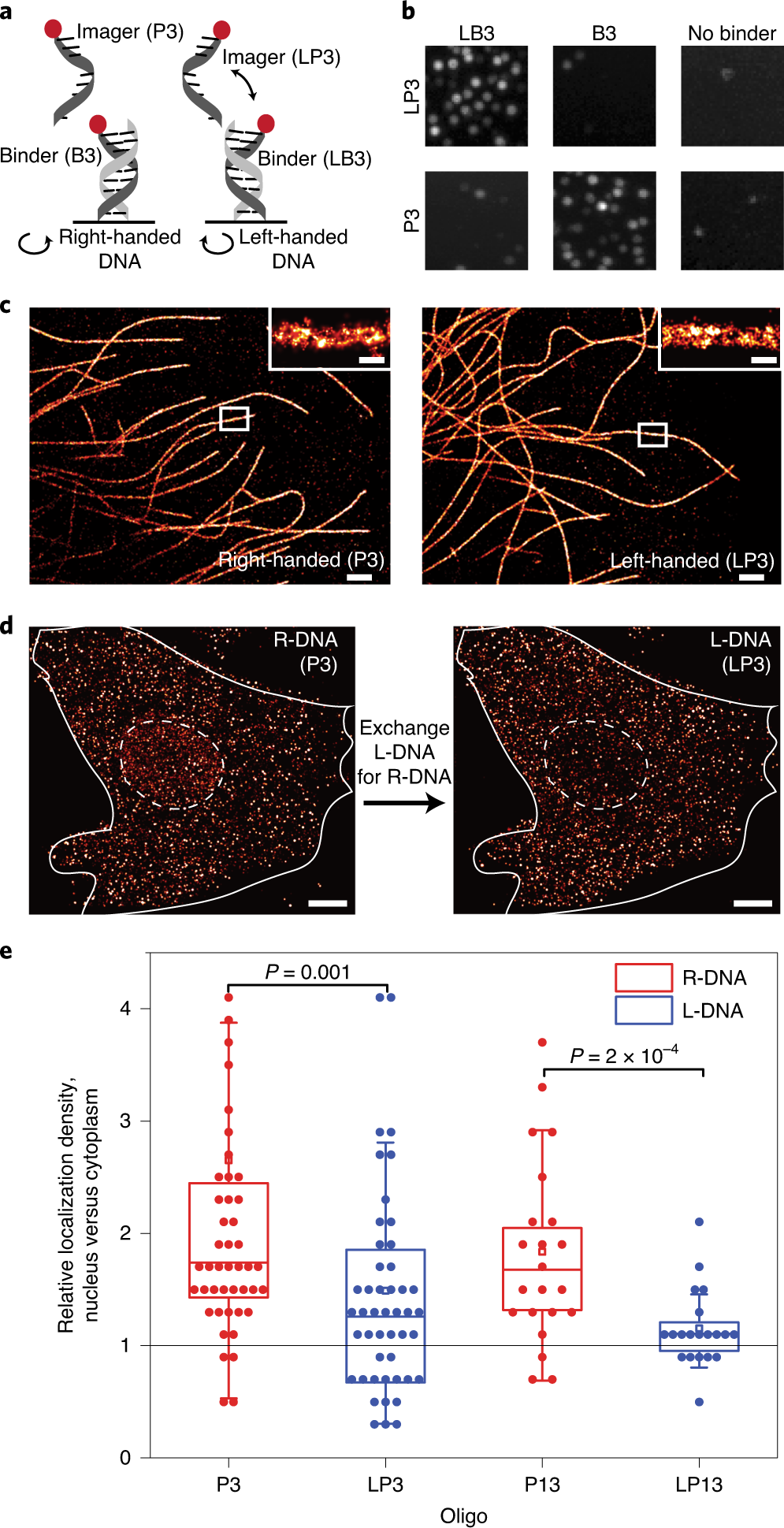 Left Handed Dna Paint For Improved Super Resolution Imaging In The Nucleus Nature Biotechnology