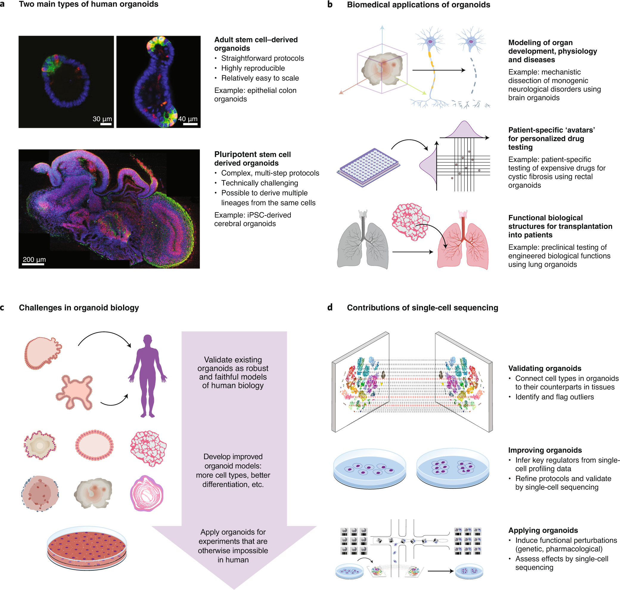 The Organoid Cell Atlas | Nature Biotechnology