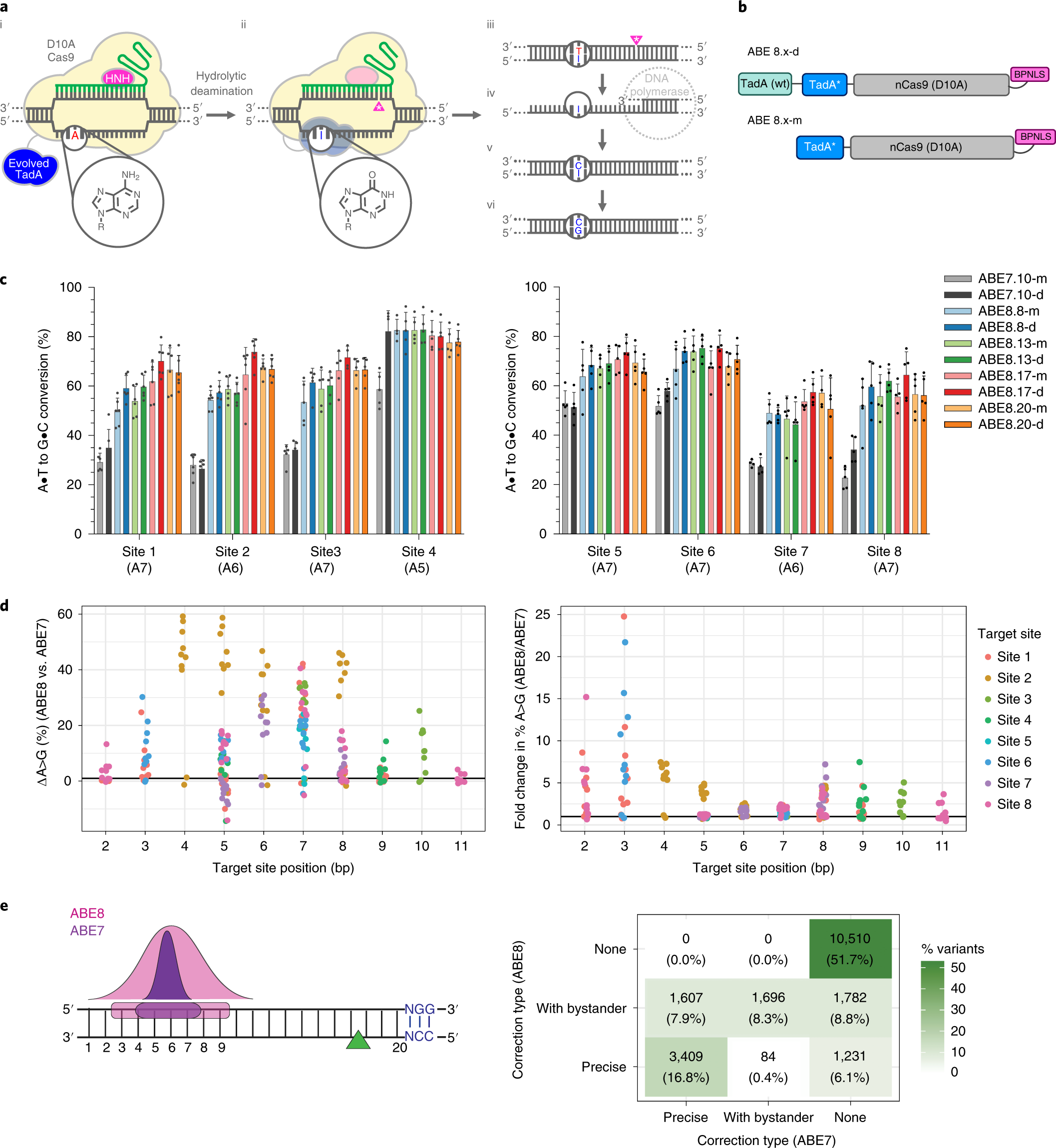 Directed evolution of adenine base editors with increased activity and  therapeutic application | Nature Biotechnology