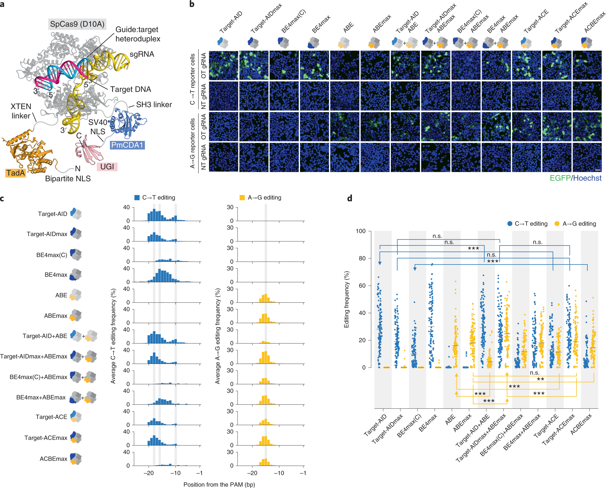 editors for simultaneous of C-to-T and A-to-G mutations | Nature Biotechnology