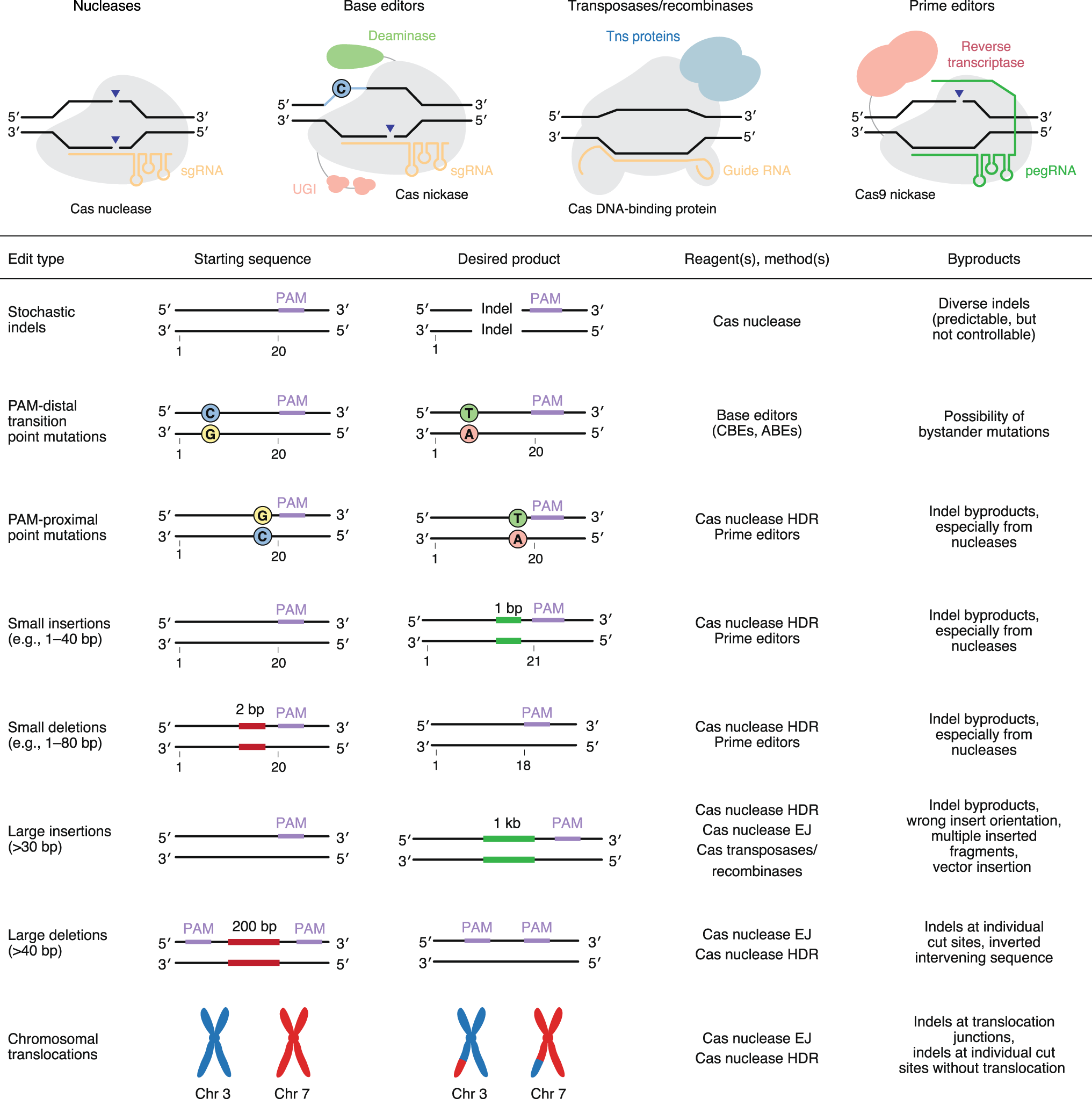 The CRISPR-Cas12a Platform for Accurate Genome Editing, Gene Disruption,  and Efficient Transgene Integration in Human Immune Cells