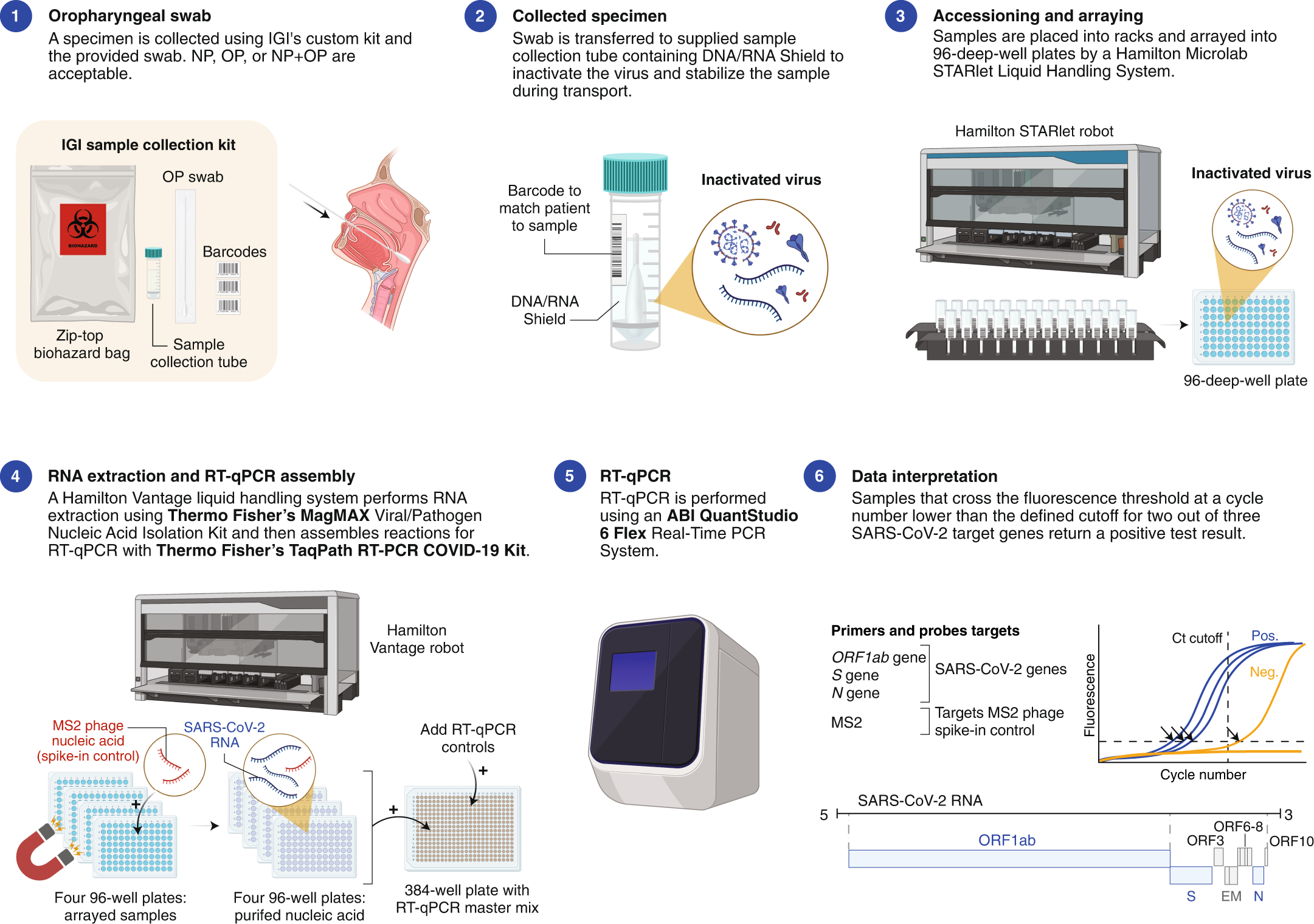 Types of COVID-19 tests - Mammoth Biosciences