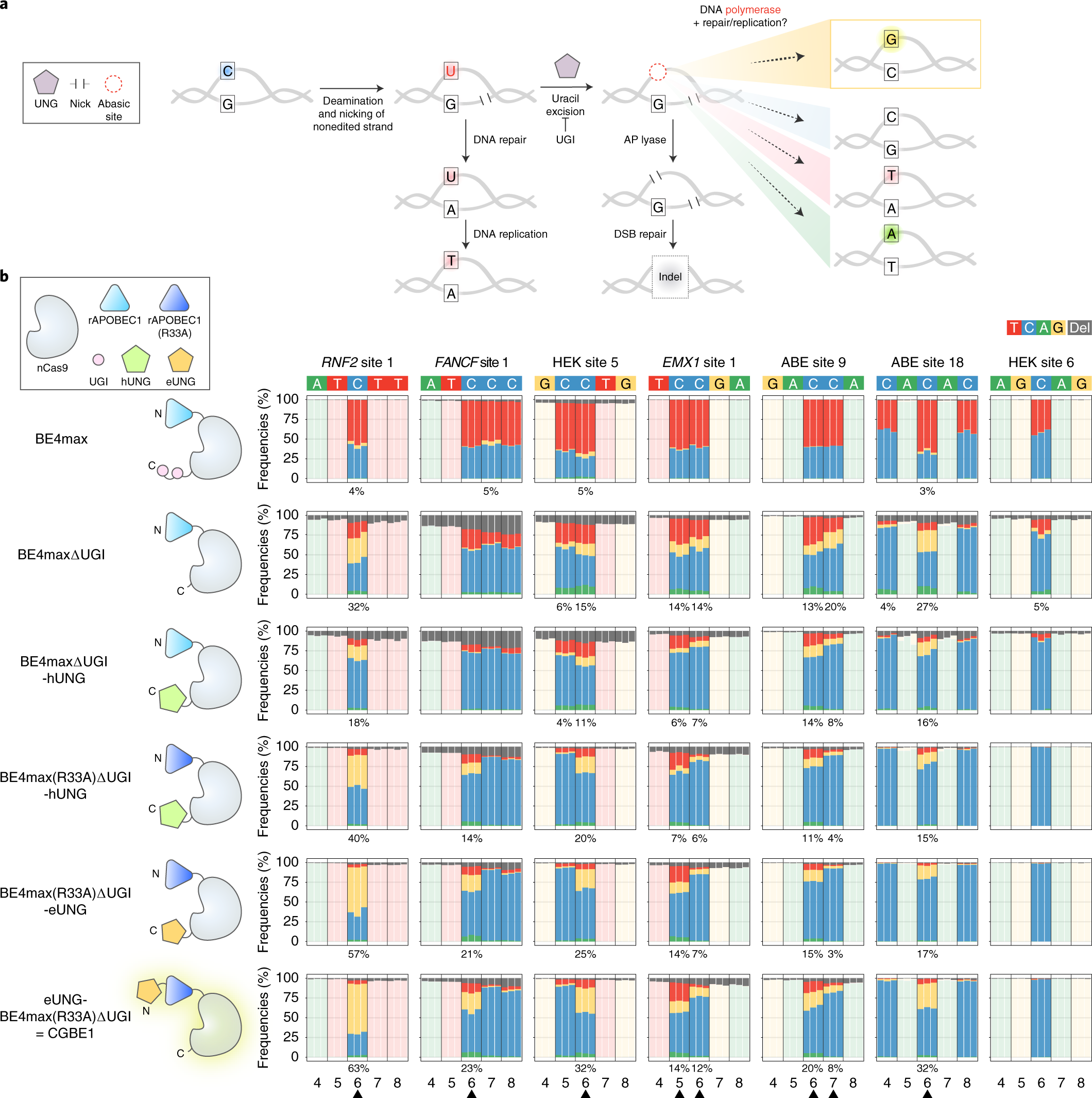 CRISPR C-to-G base editors for inducing targeted DNA transversions in human  cells | Nature Biotechnology