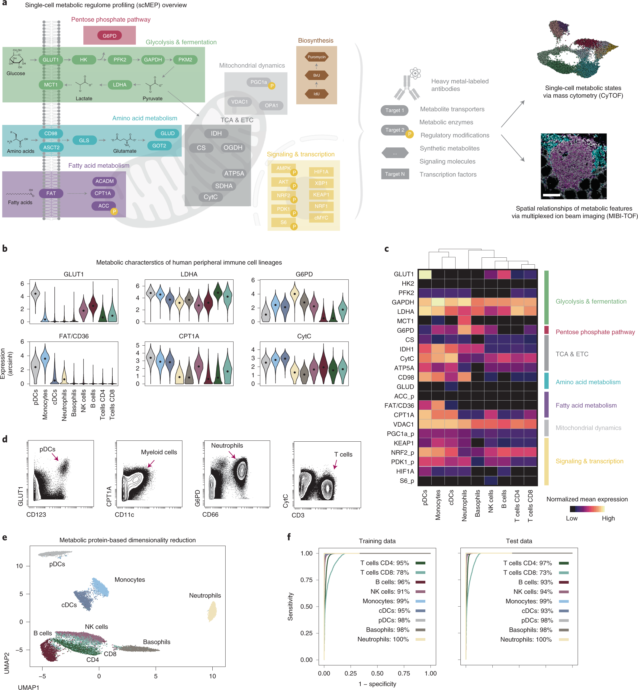 Single-cell metabolic profiling of human cytotoxic T cells | Nature  Biotechnology