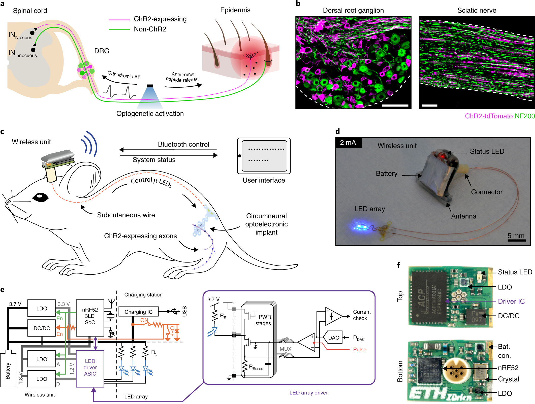 Epineural Optogenetic Activation Of Nociceptors Initiates And Amplifies Inflammation Nature Biotechnology