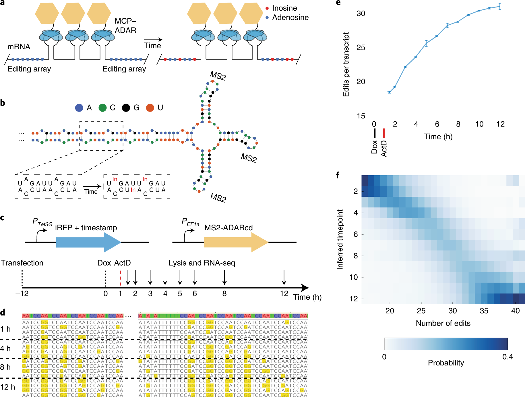 Rna Timestamps Identify The Age Of Single Molecules In Rna Sequencing Nature Biotechnology