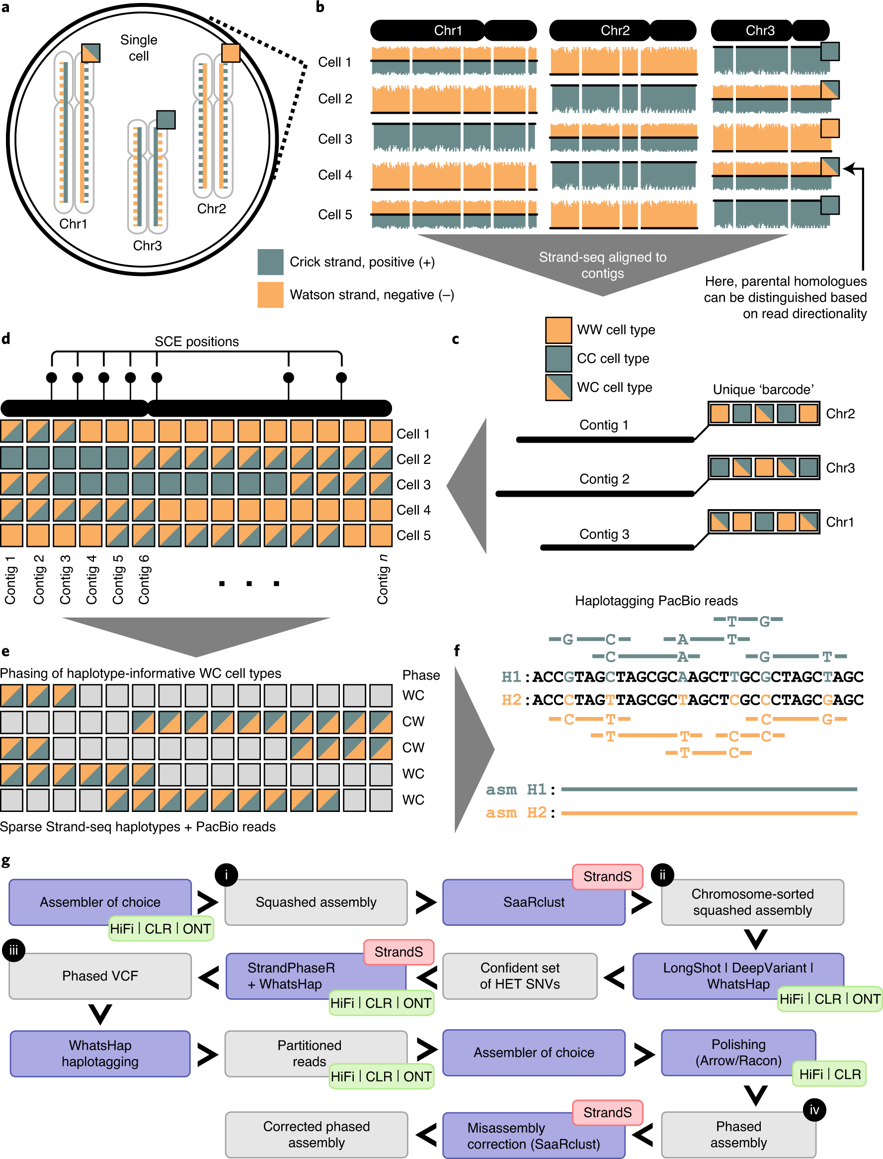 Fully phased human genome assembly without parental data using single-cell  strand sequencing and long reads | Nature Biotechnology