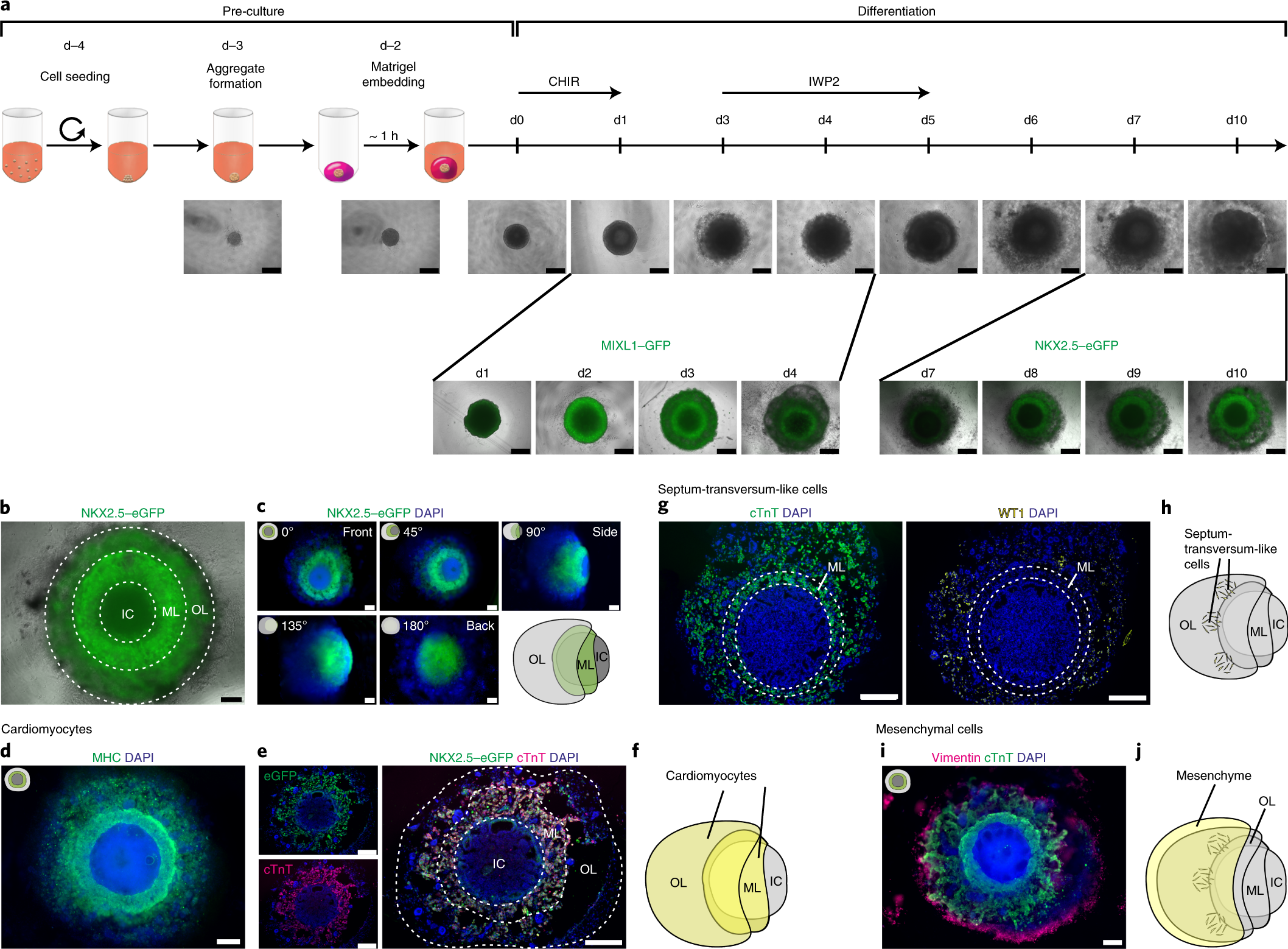 Human Heart Forming Organoids Recapitulate Early Heart And Foregut Development Nature Biotechnology