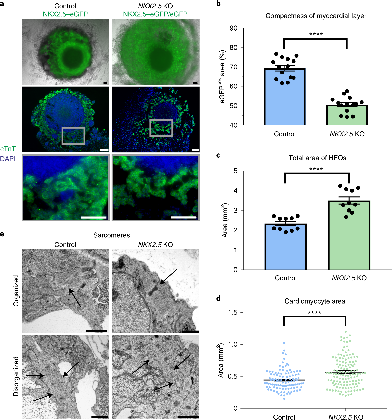 Fig. 5: NKX2.5-KO HFOs recapitulate aspects of the respective phenotype in mice.