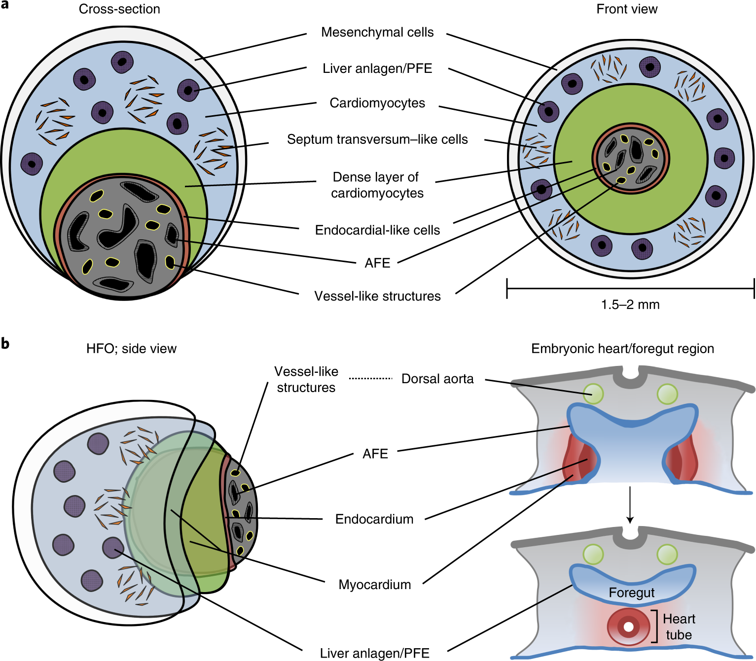 Fig. 6: HFOs resemble early heart and foregut anlagen.