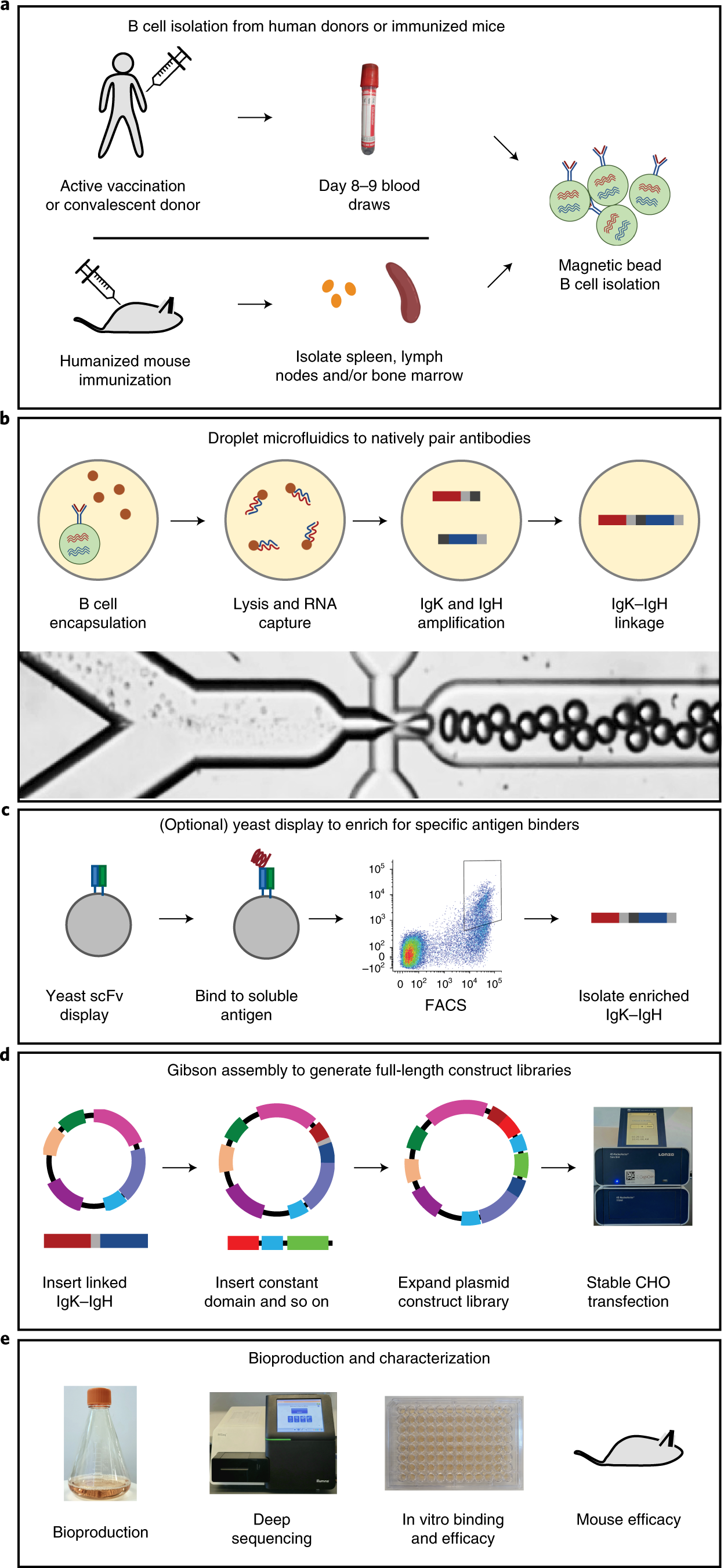 Generation Of Recombinant Hyperimmune Globulins From Diverse B Cell Repertoires Nature Biotechnology