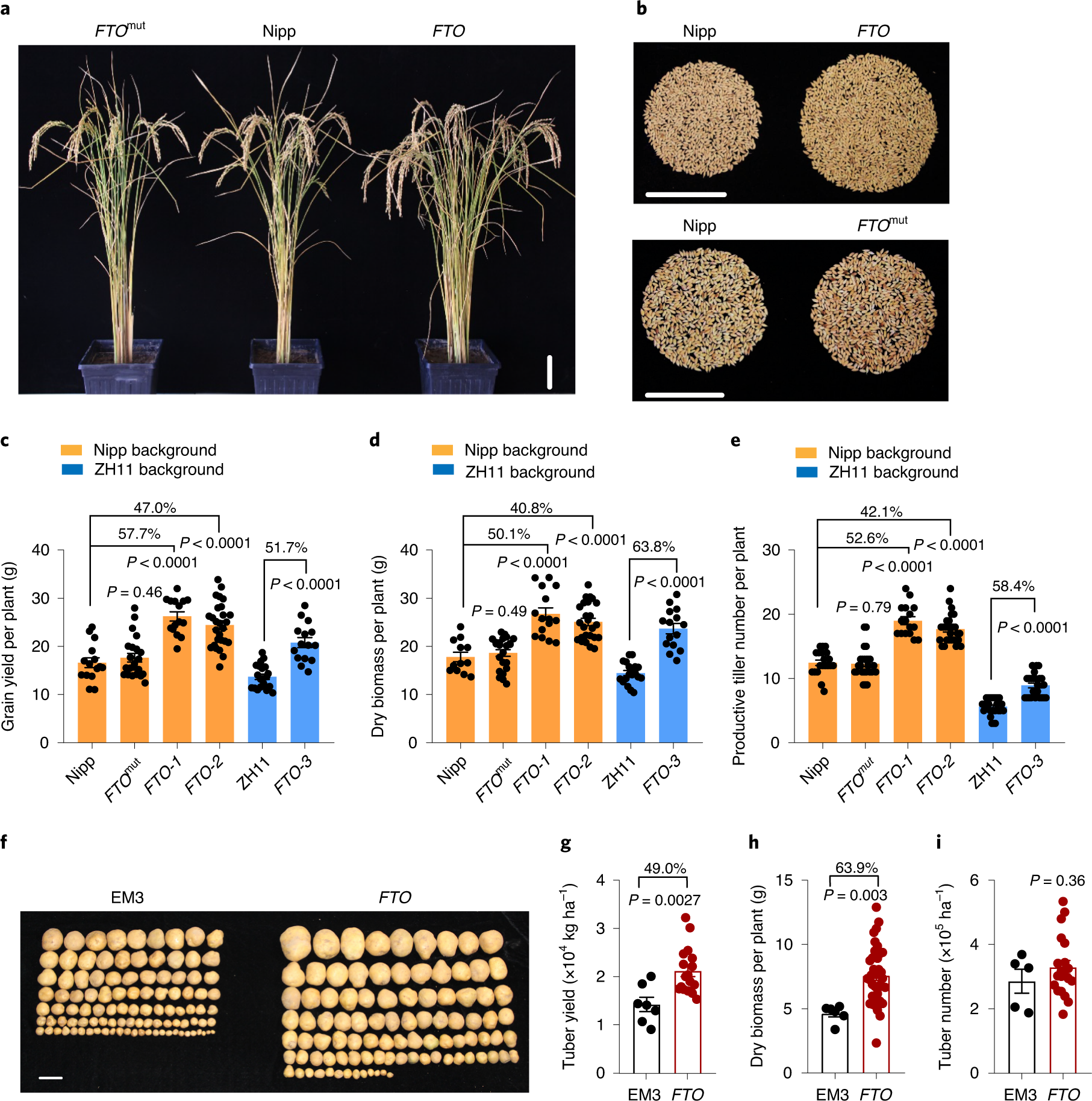 30 Years of Experiments Predict Future for Major Crops- Crop Biotech Update  (November 11, 2020)