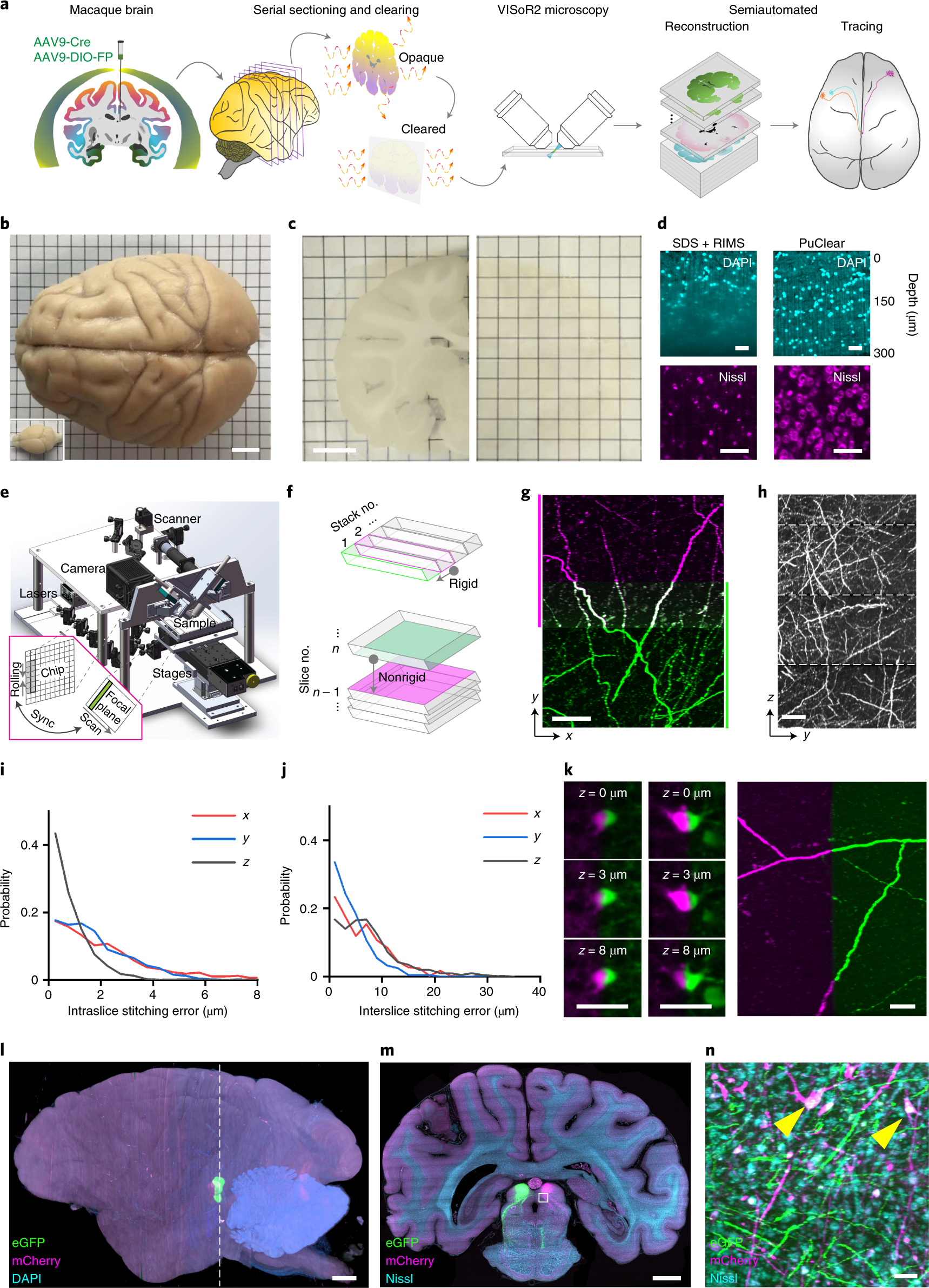 monkey brain food price