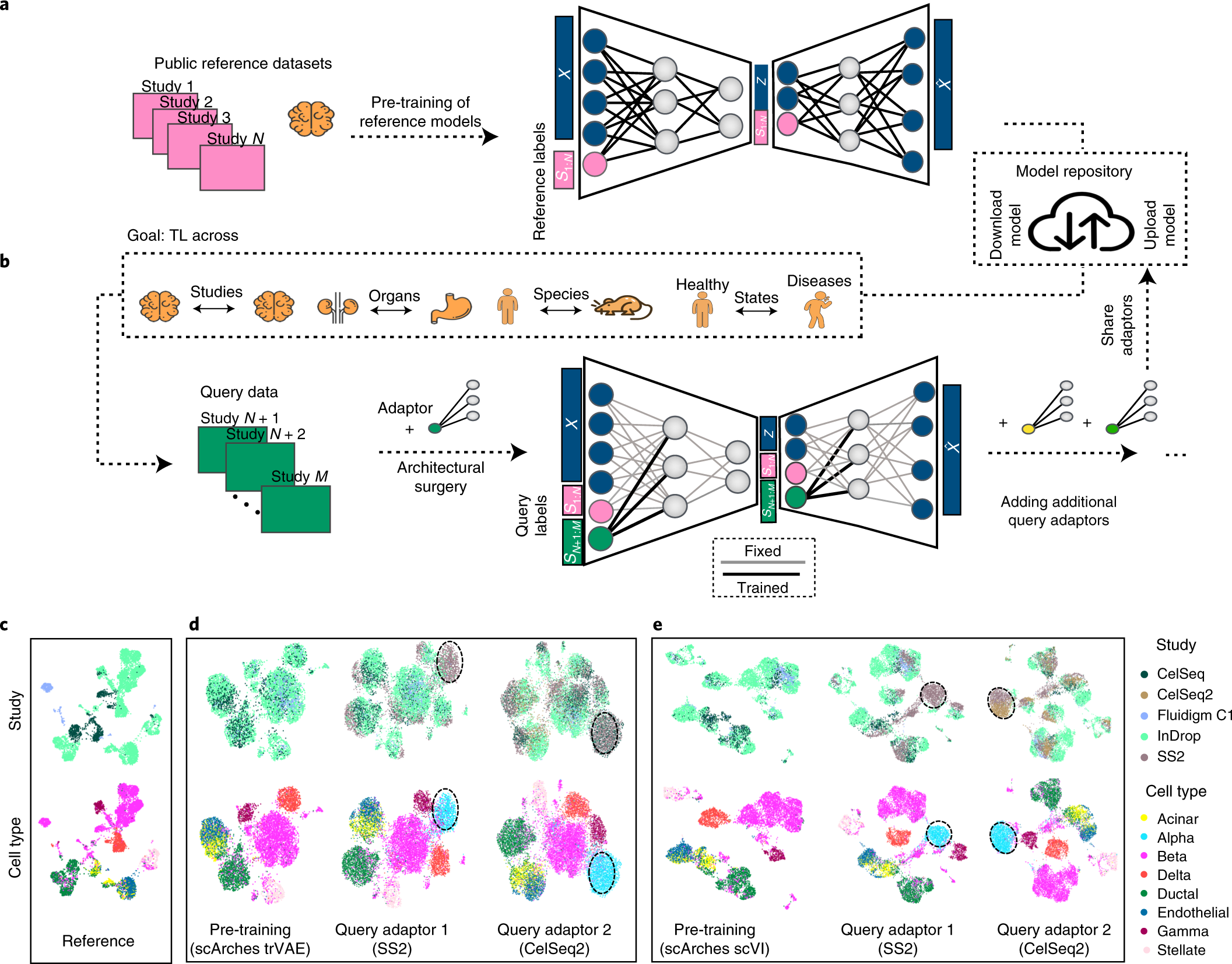 Mapping single-cell data to reference atlases by transfer learning