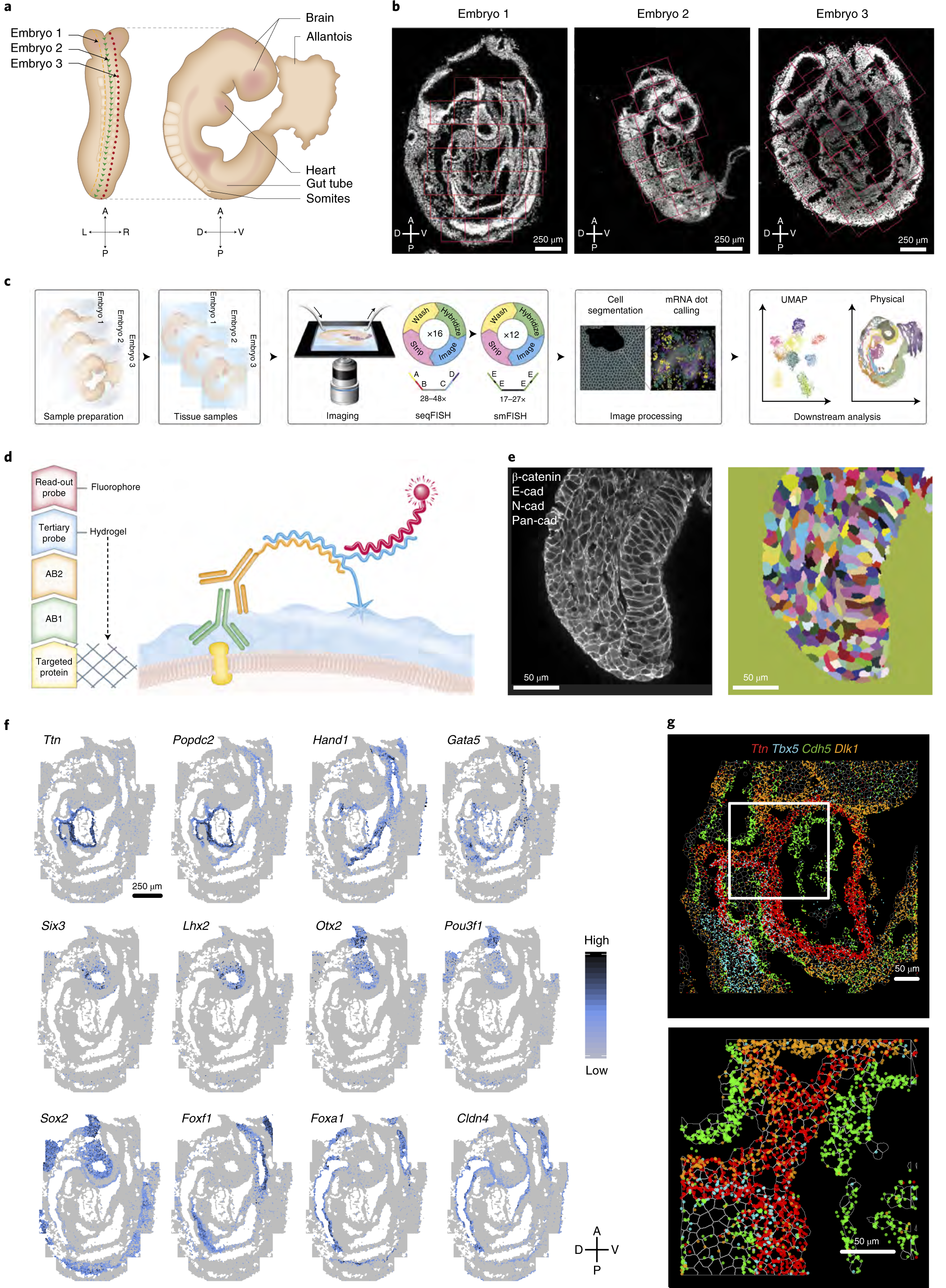 Integration of spatial and single-cell transcriptomic data elucidates mouse  organogenesis | Nature Biotechnology