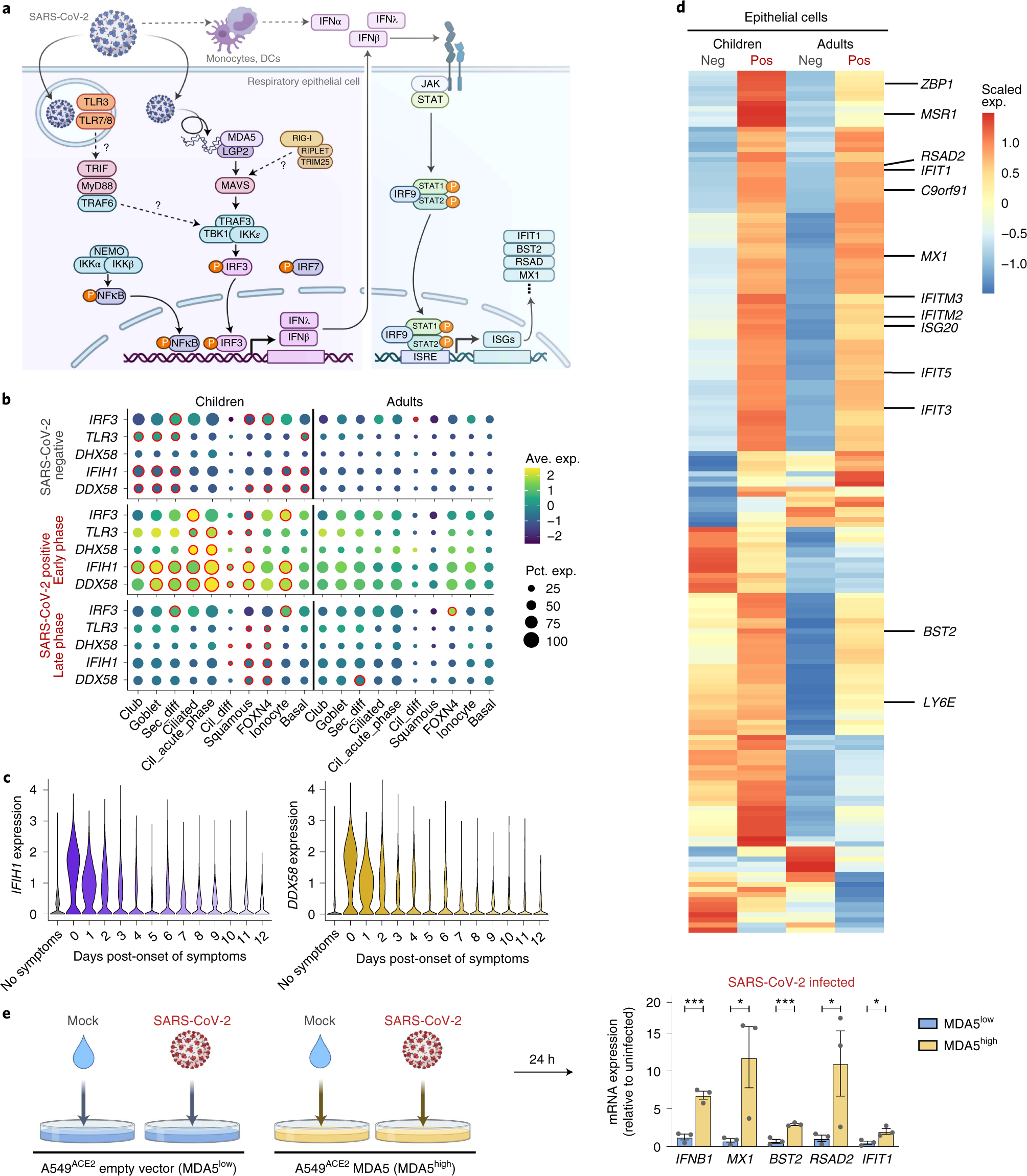 Fig. 2: Enhanced viral sensing in children’s epithelial cells.