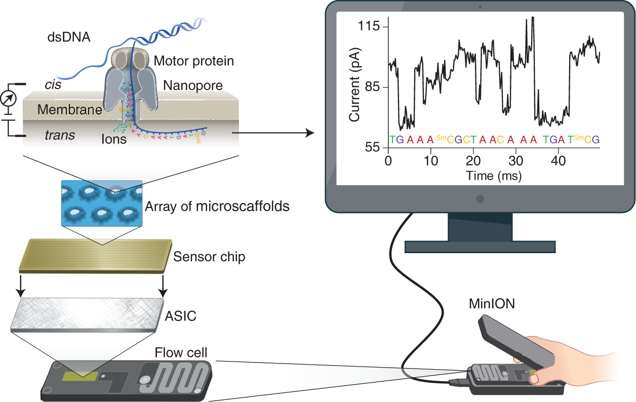Nanopore sequencing technology, bioinformatics and applications | Nature  Biotechnology