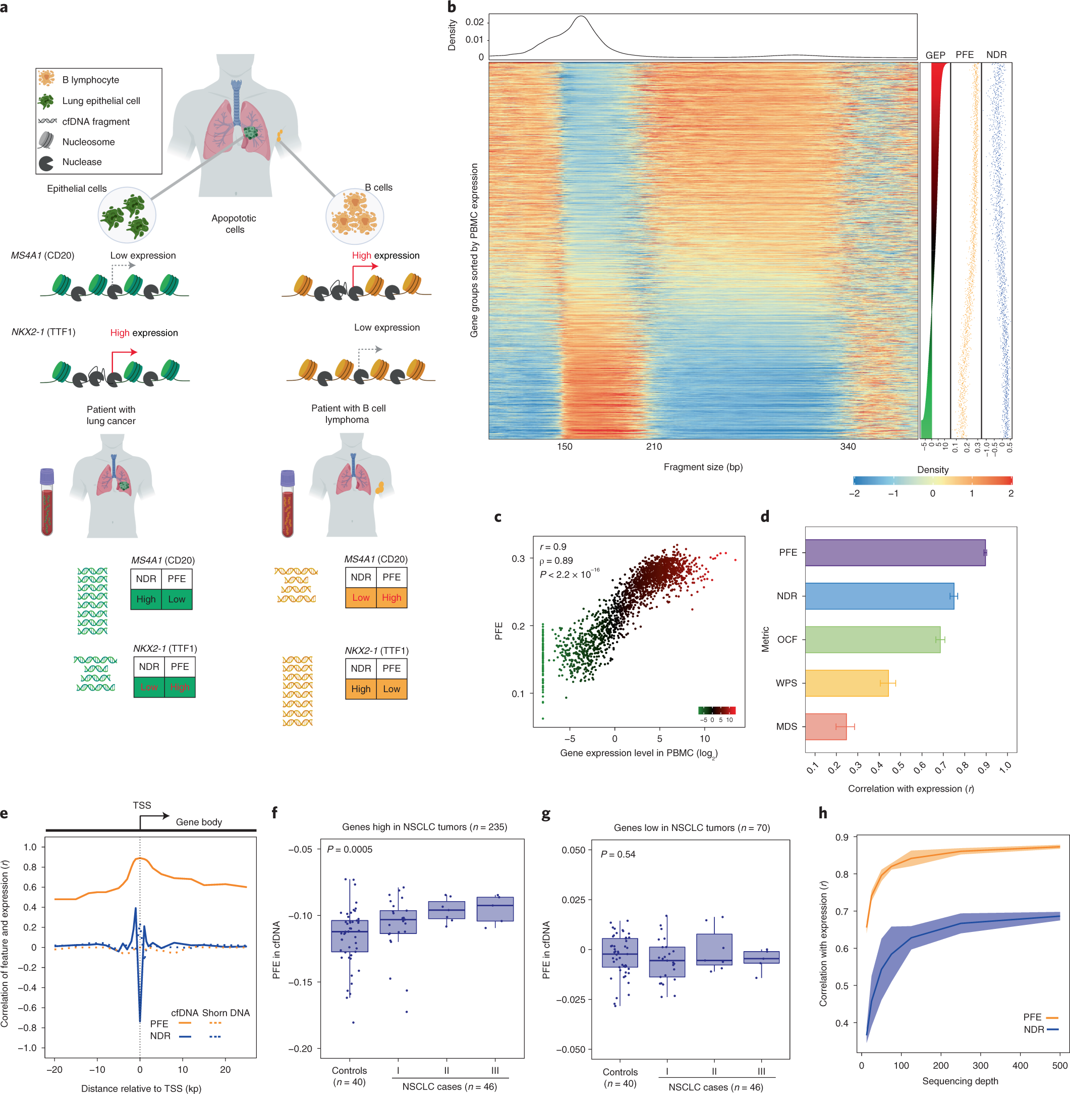 Genes, Free Full-Text