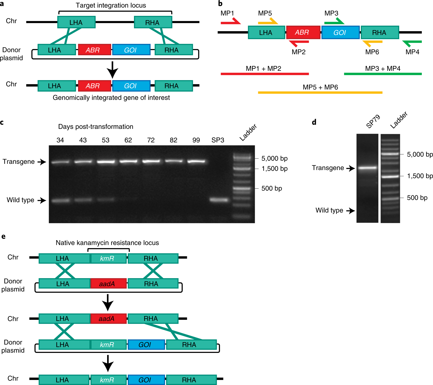 Development of spirulina for the manufacture and oral delivery of protein  therapeutics | Nature Biotechnology