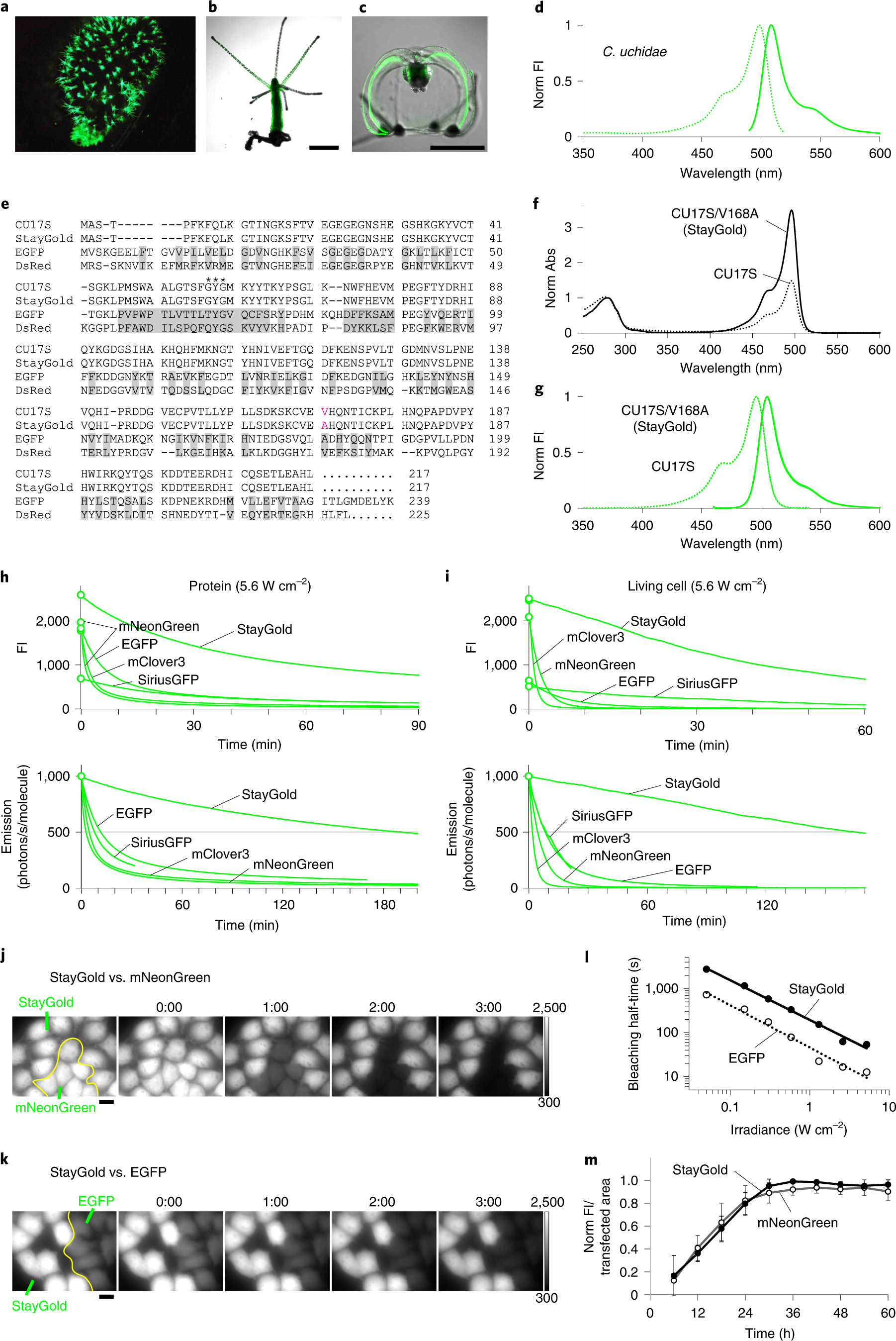 A highly photostable and bright green fluorescent protein | Nature  Biotechnology