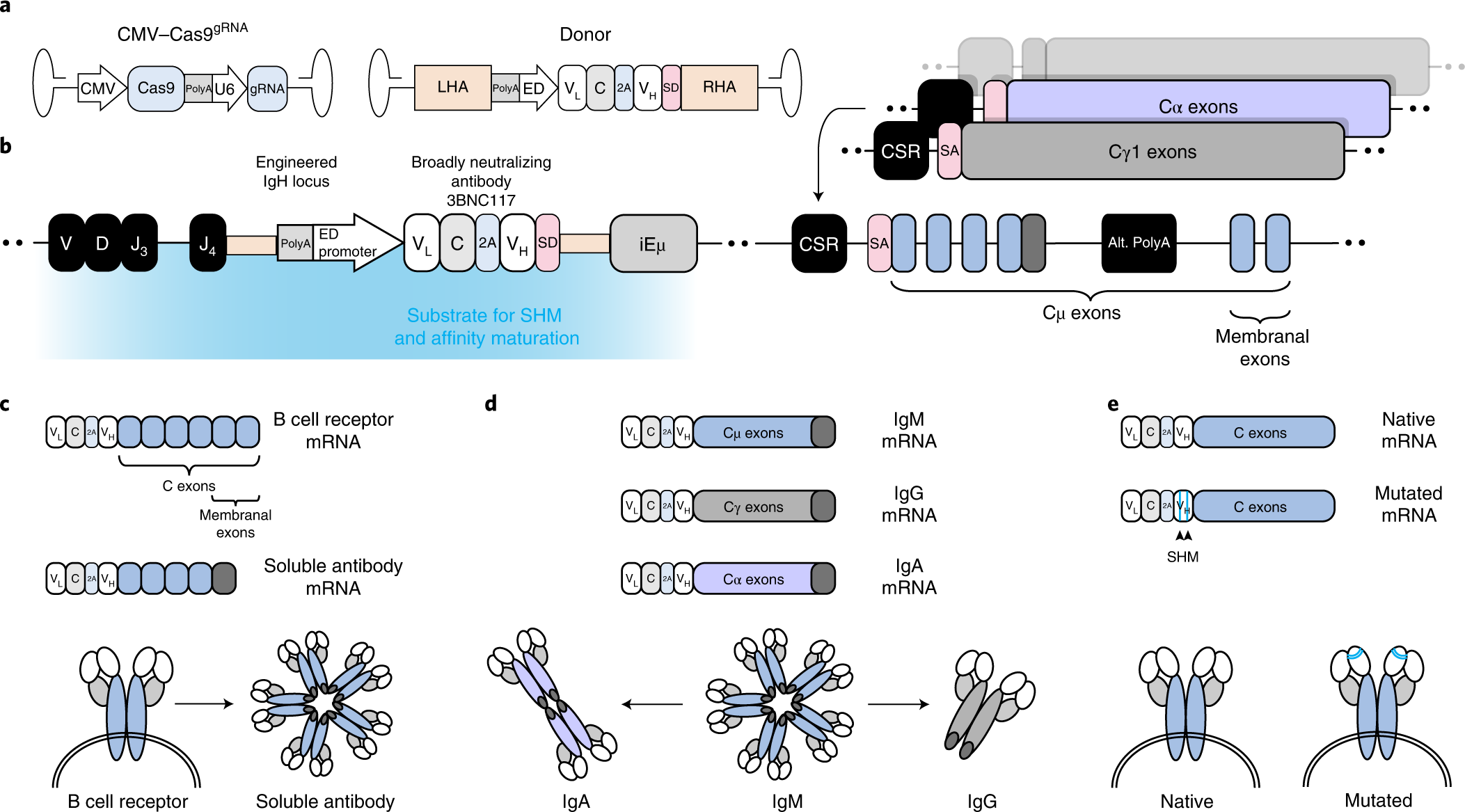 In vivo engineered B cells secrete high titers of broadly neutralizing  anti-HIV antibodies in mice | Nature Biotechnology