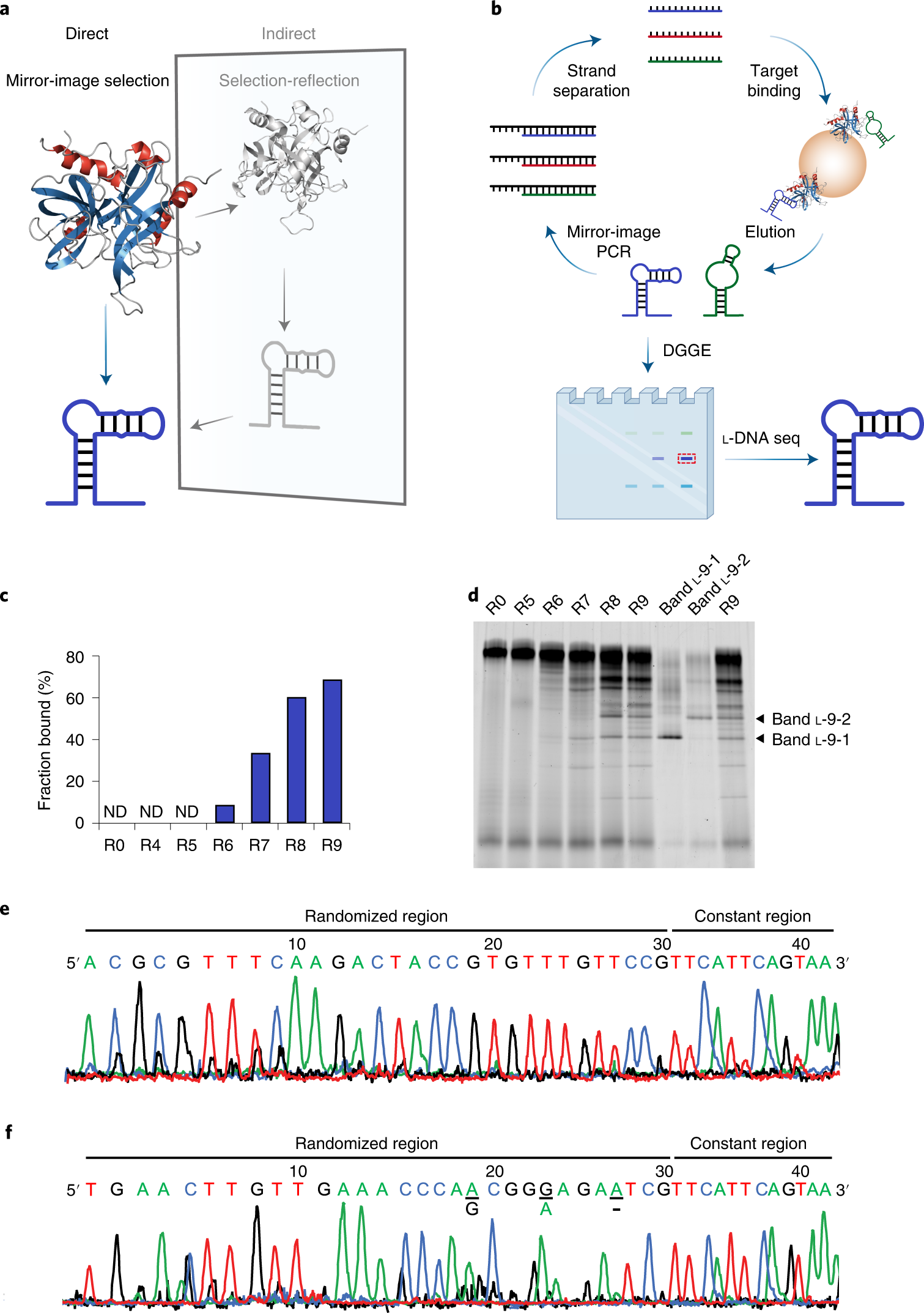 Directed evolution and selection of biostable l-DNA aptamers with a  mirror-image DNA polymerase | Nature Biotechnology