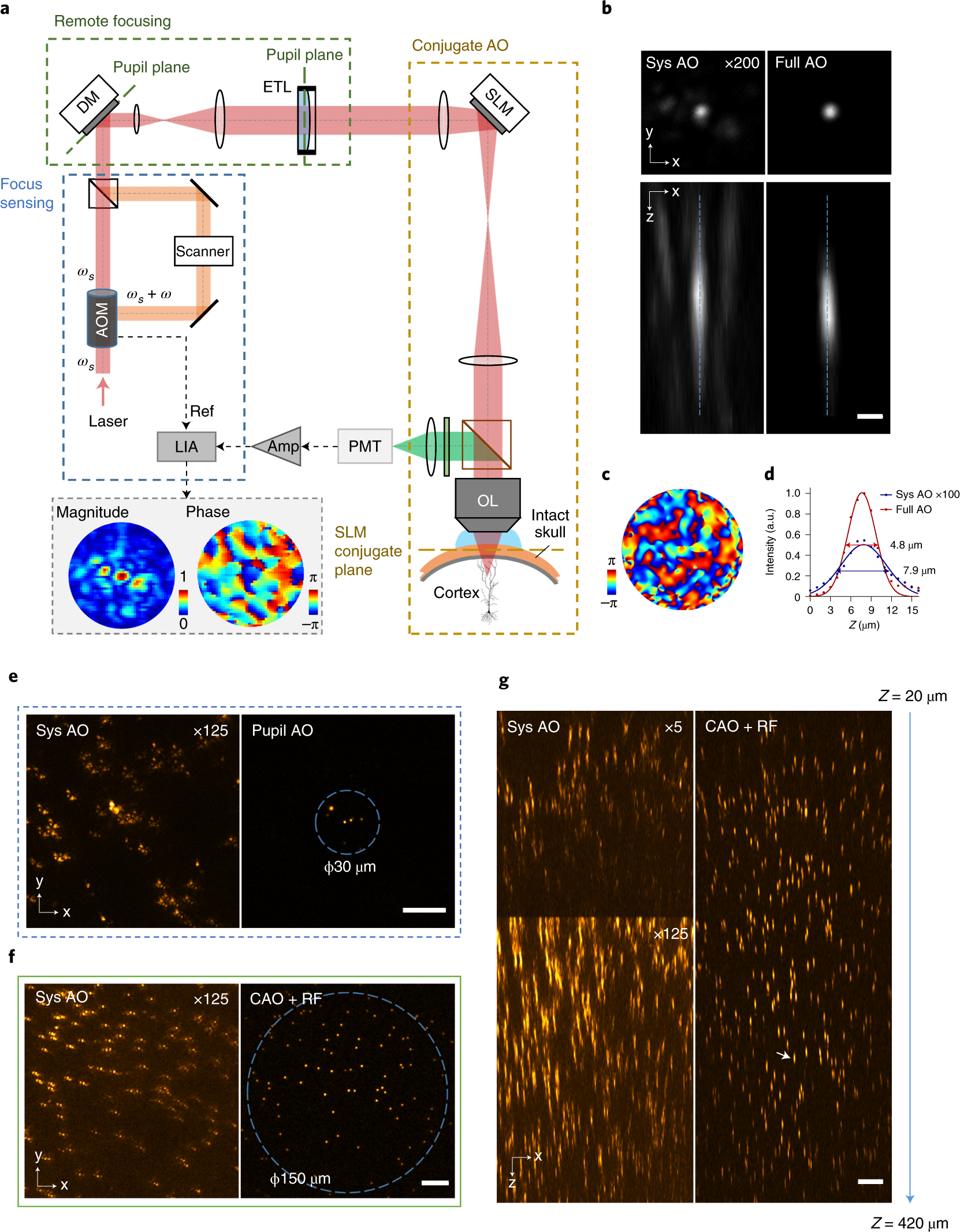 Deep tissue multi-photon imaging using adaptive optics with direct focus  sensing and shaping | Nature Biotechnology