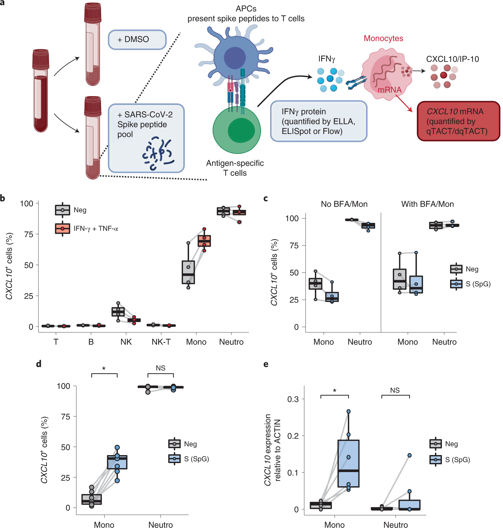 Fig. 2: CXCL10 is upregulated by monocytes in response to IFN-γ released by antigen-specific T cells.